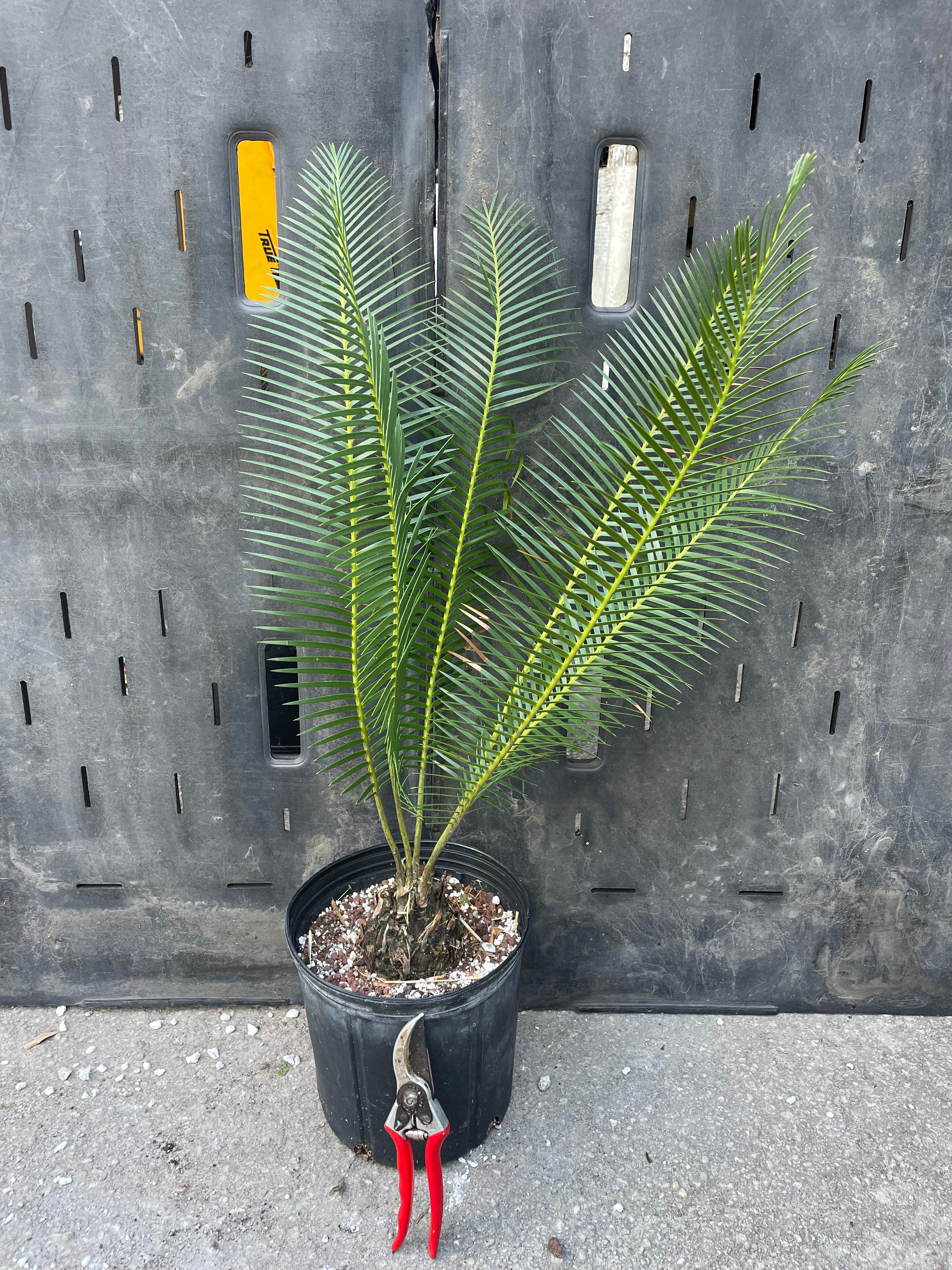 Dioon vovidesii