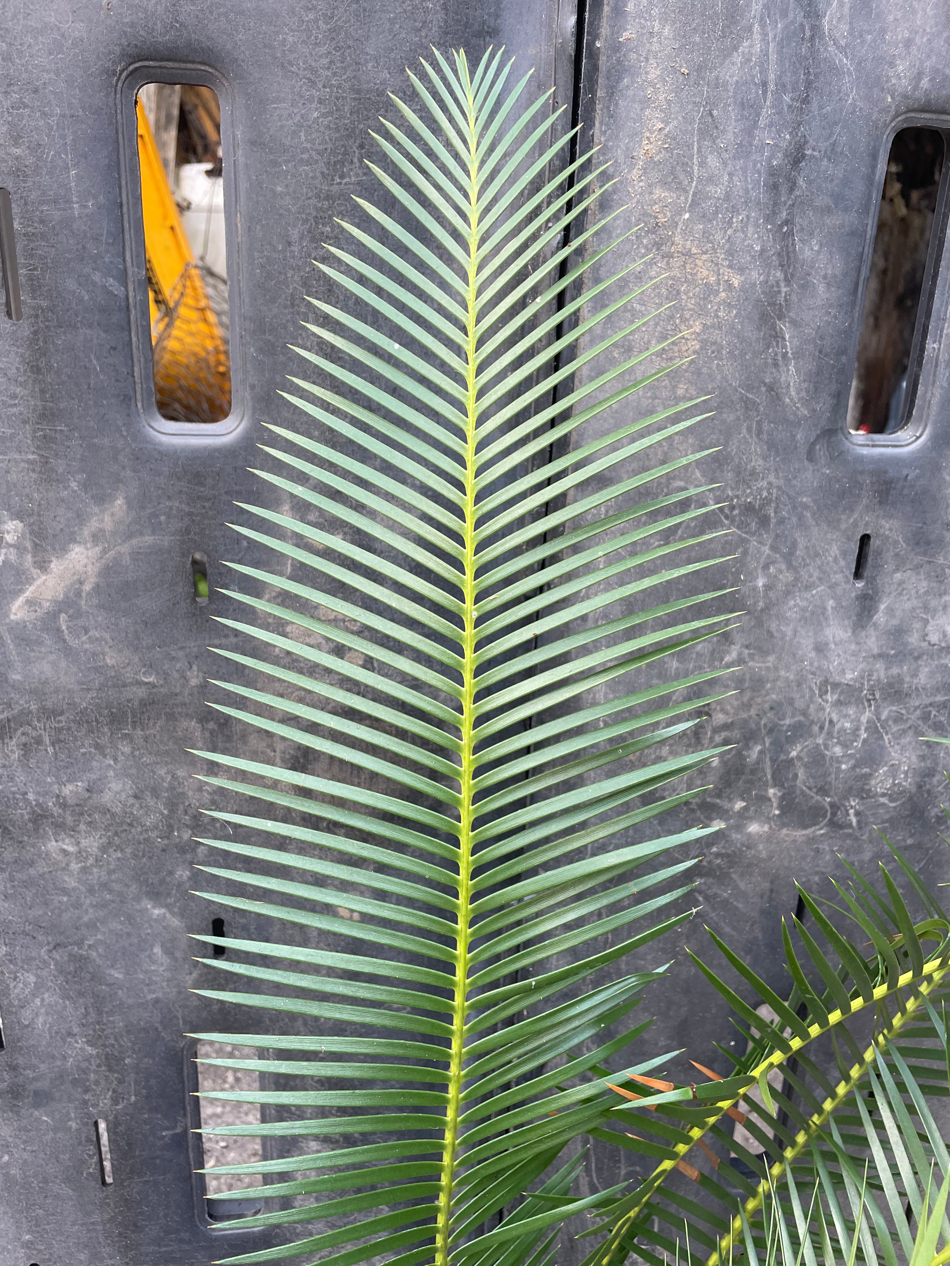 Dioon vovidesii