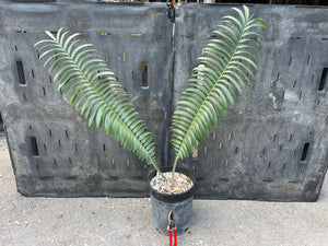 Encephalartos sclavoi
