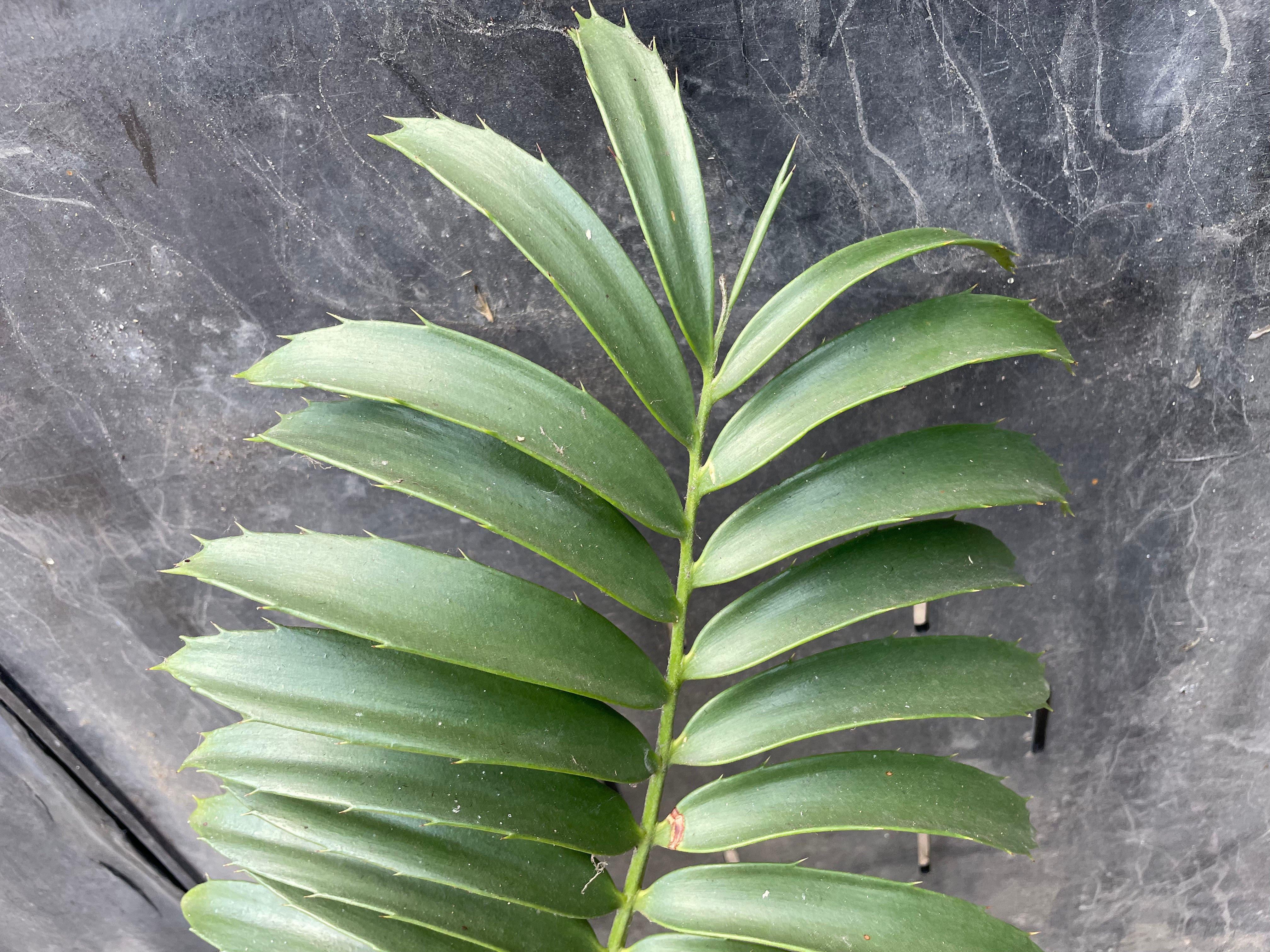 Encephalartos sclavoi