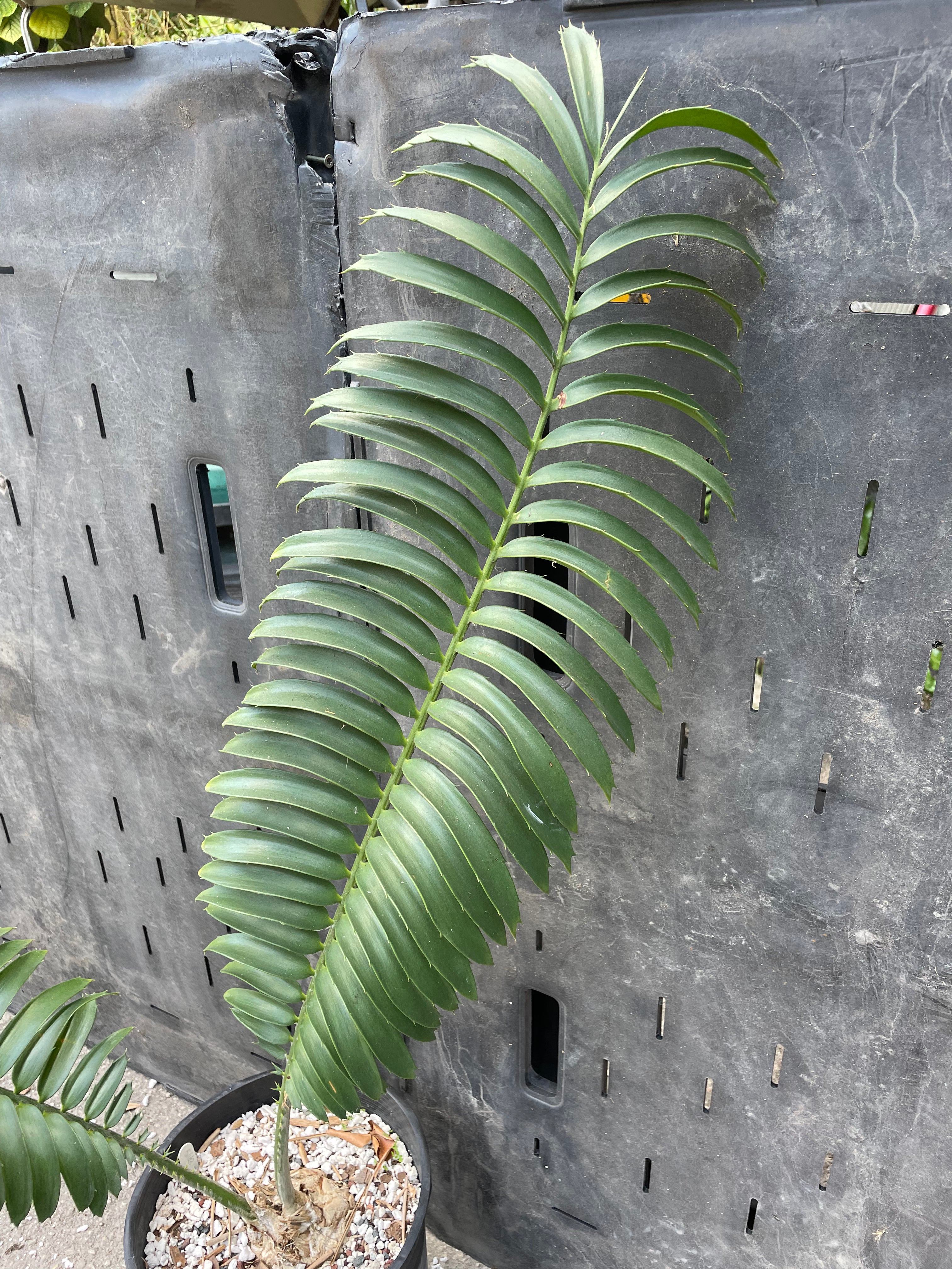 Encephalartos sclavoi