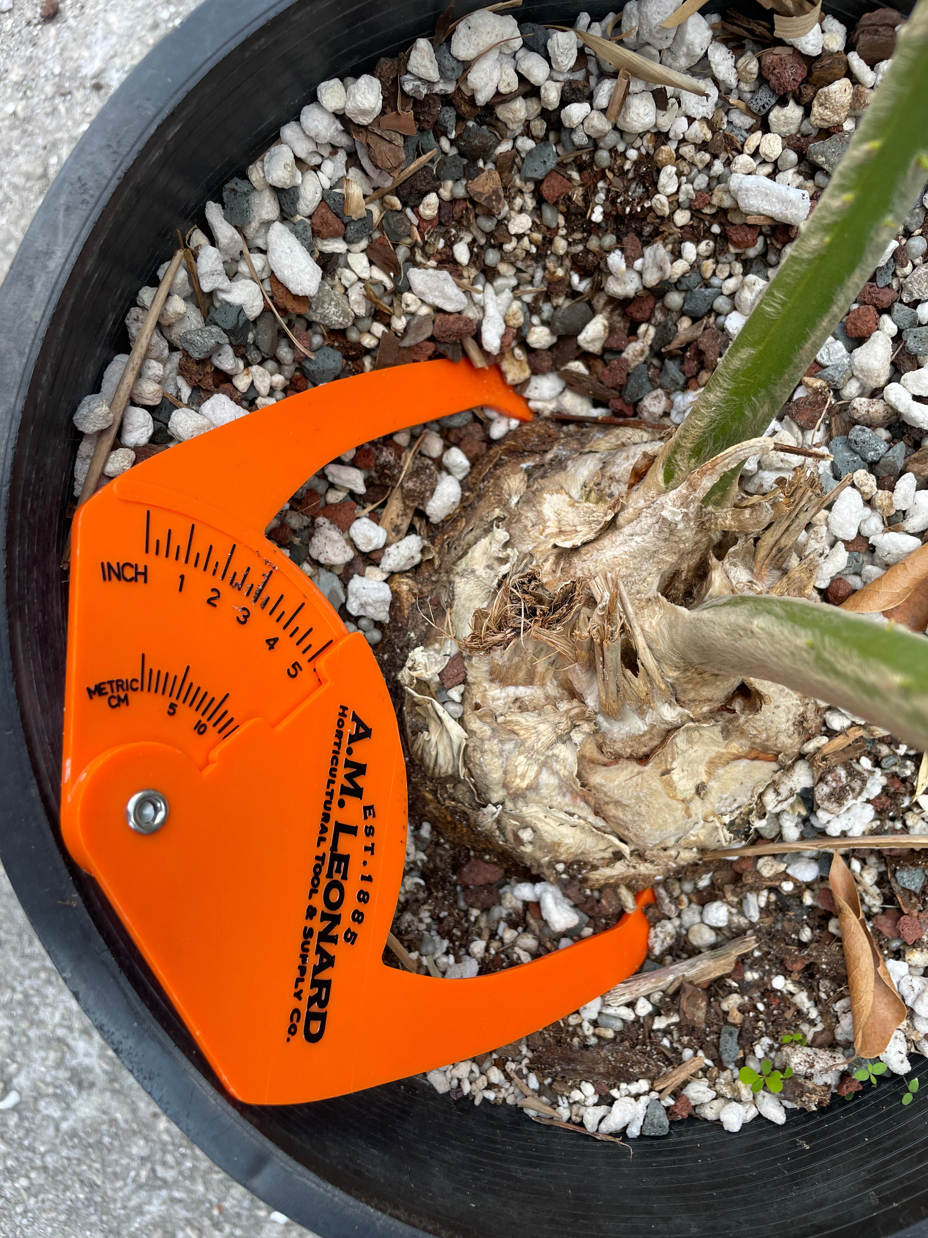 Encephalartos sclavoi