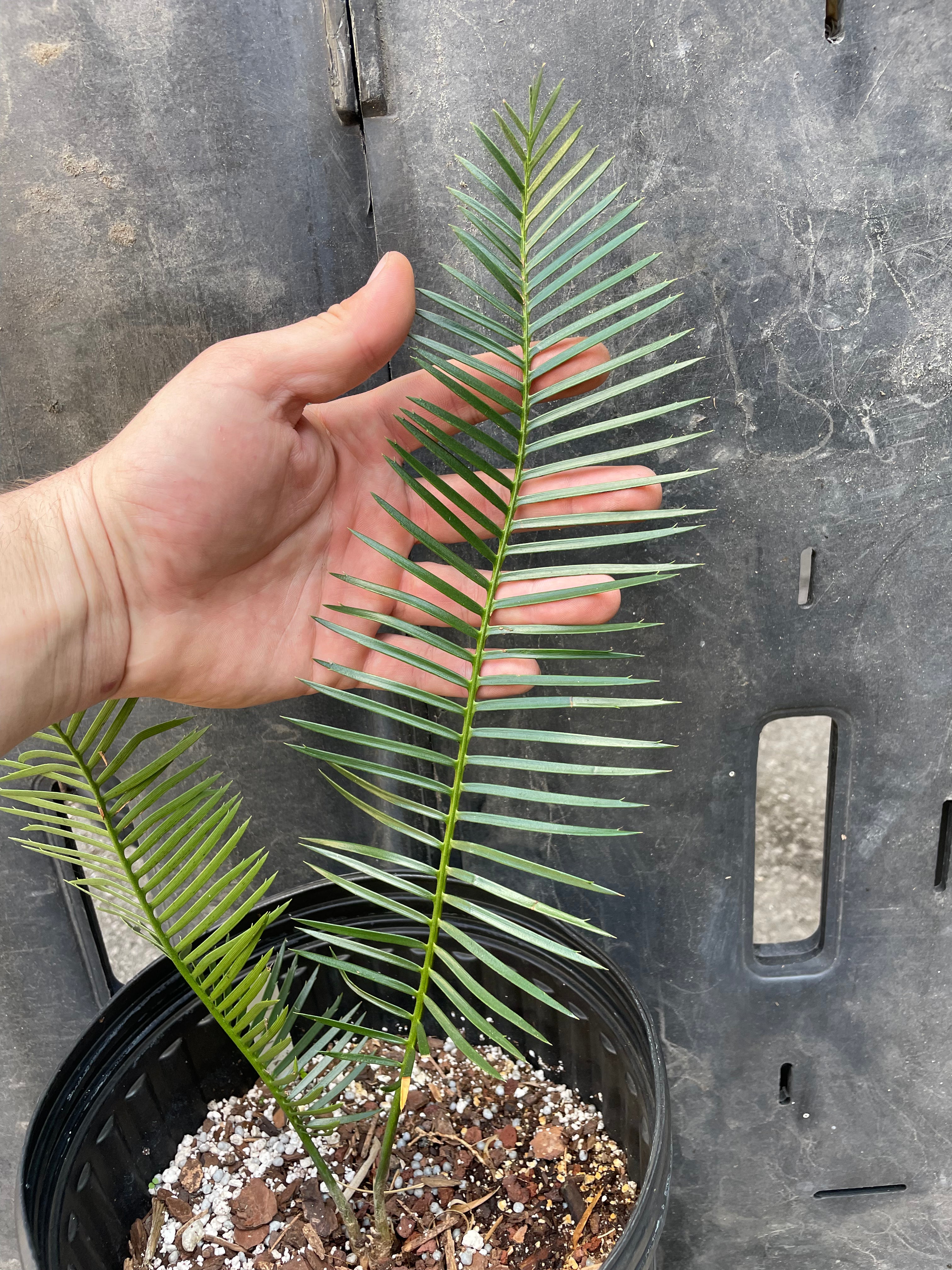 Dioon caputoi