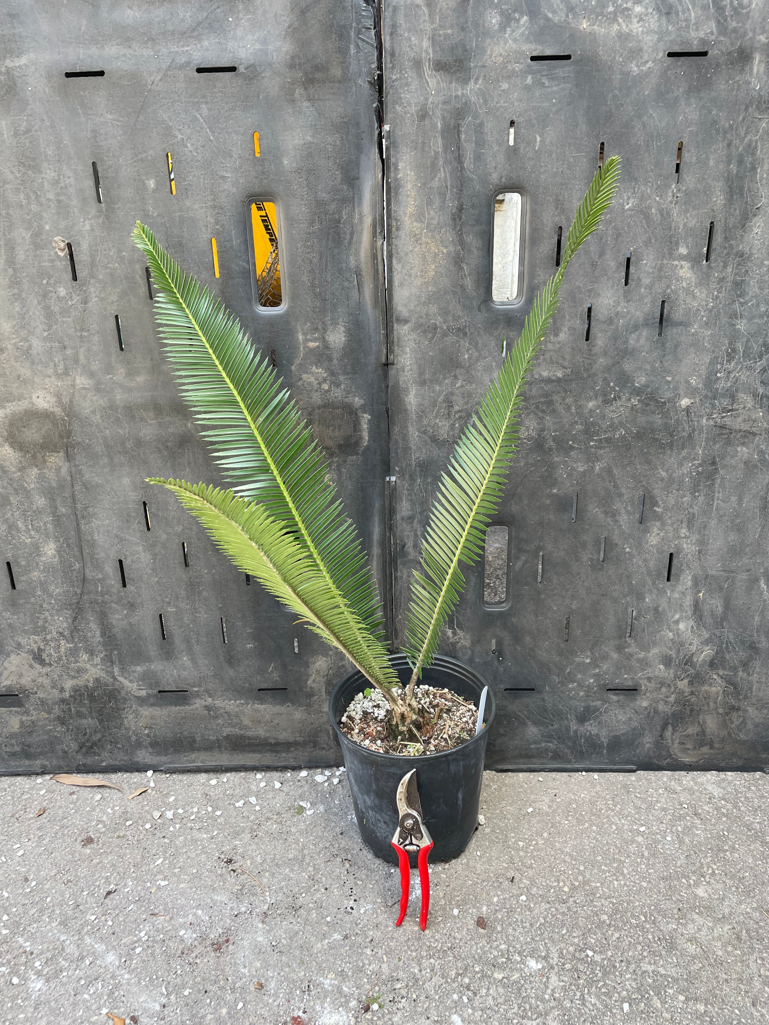 Dioon holmgrenii