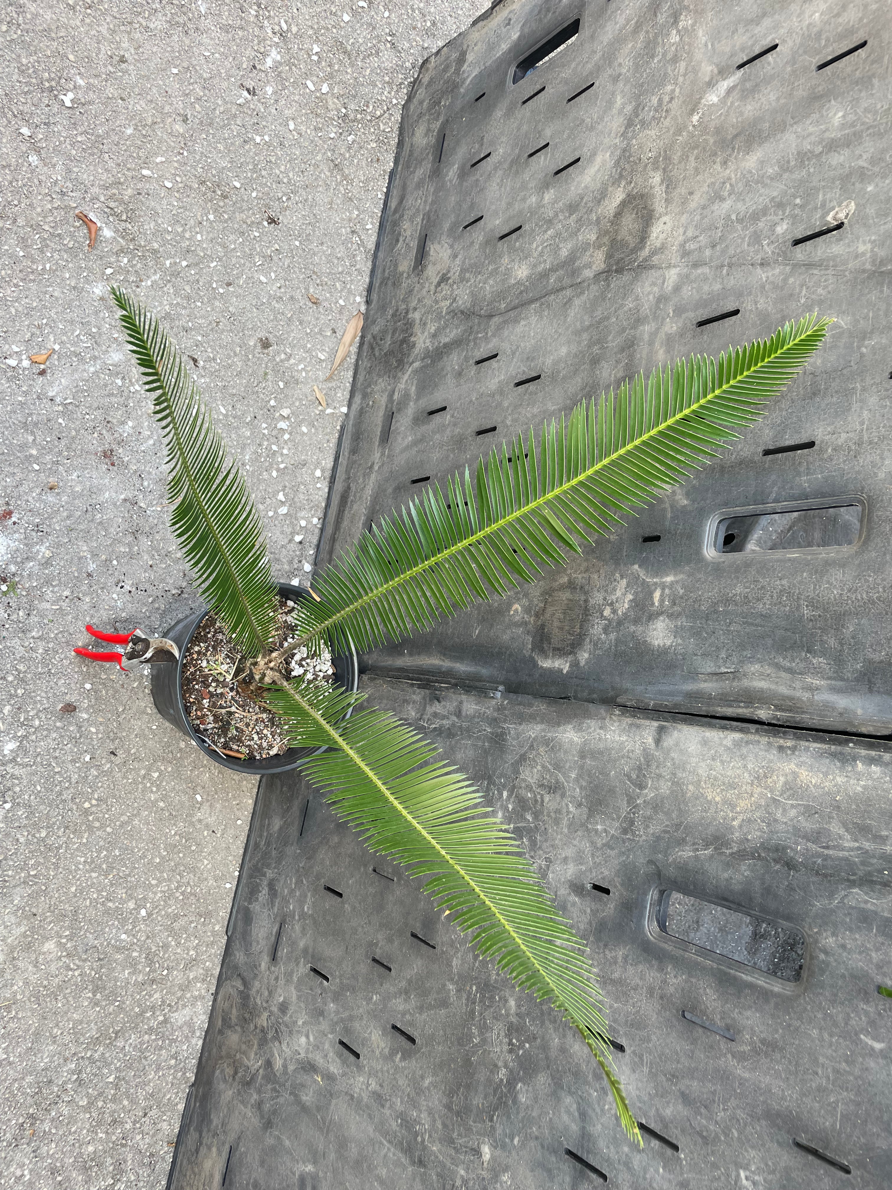 Dioon holmgrenii