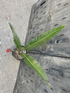 Dioon holmgrenii