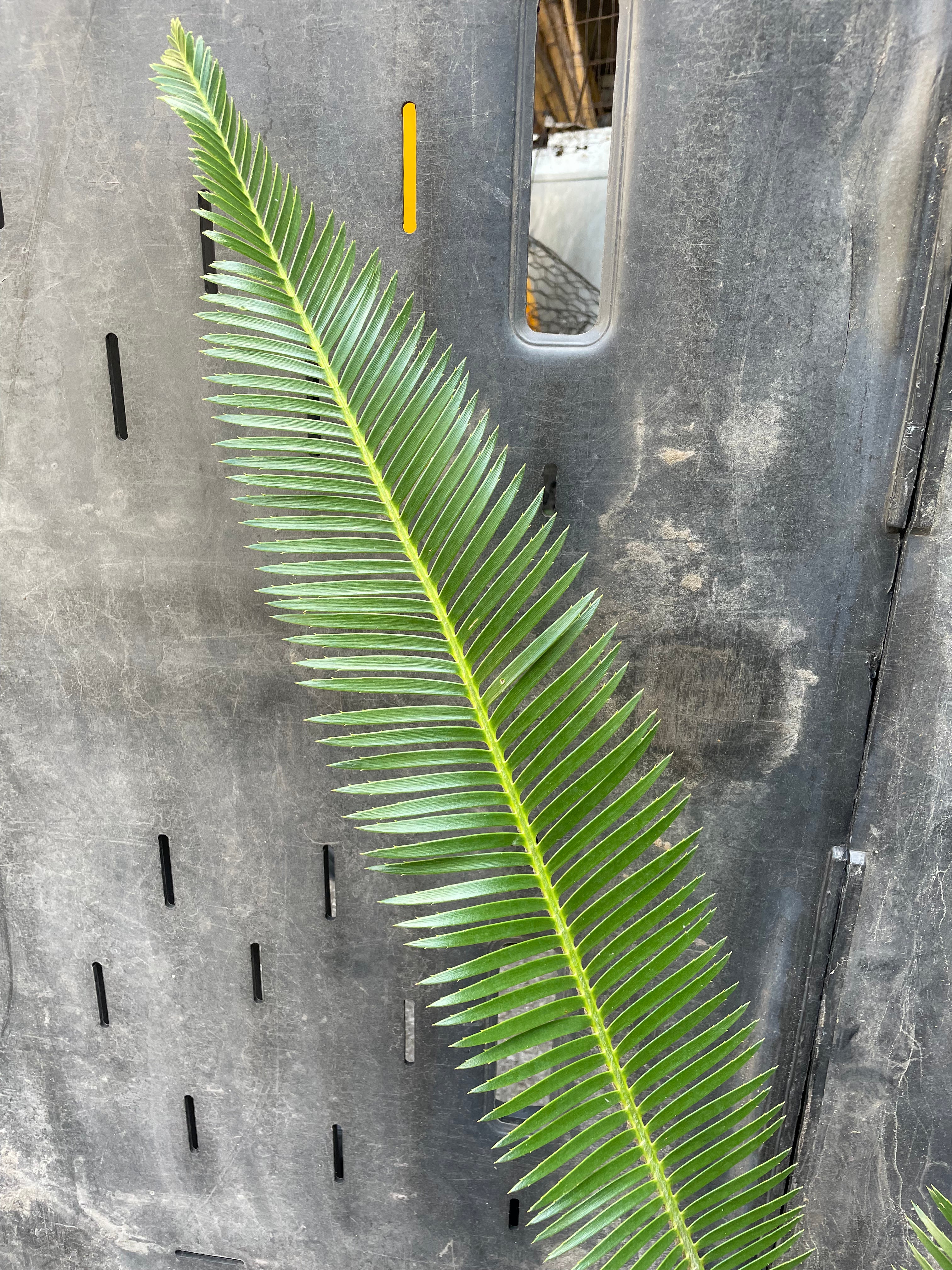 Dioon holmgrenii