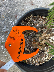 Dioon holmgrenii