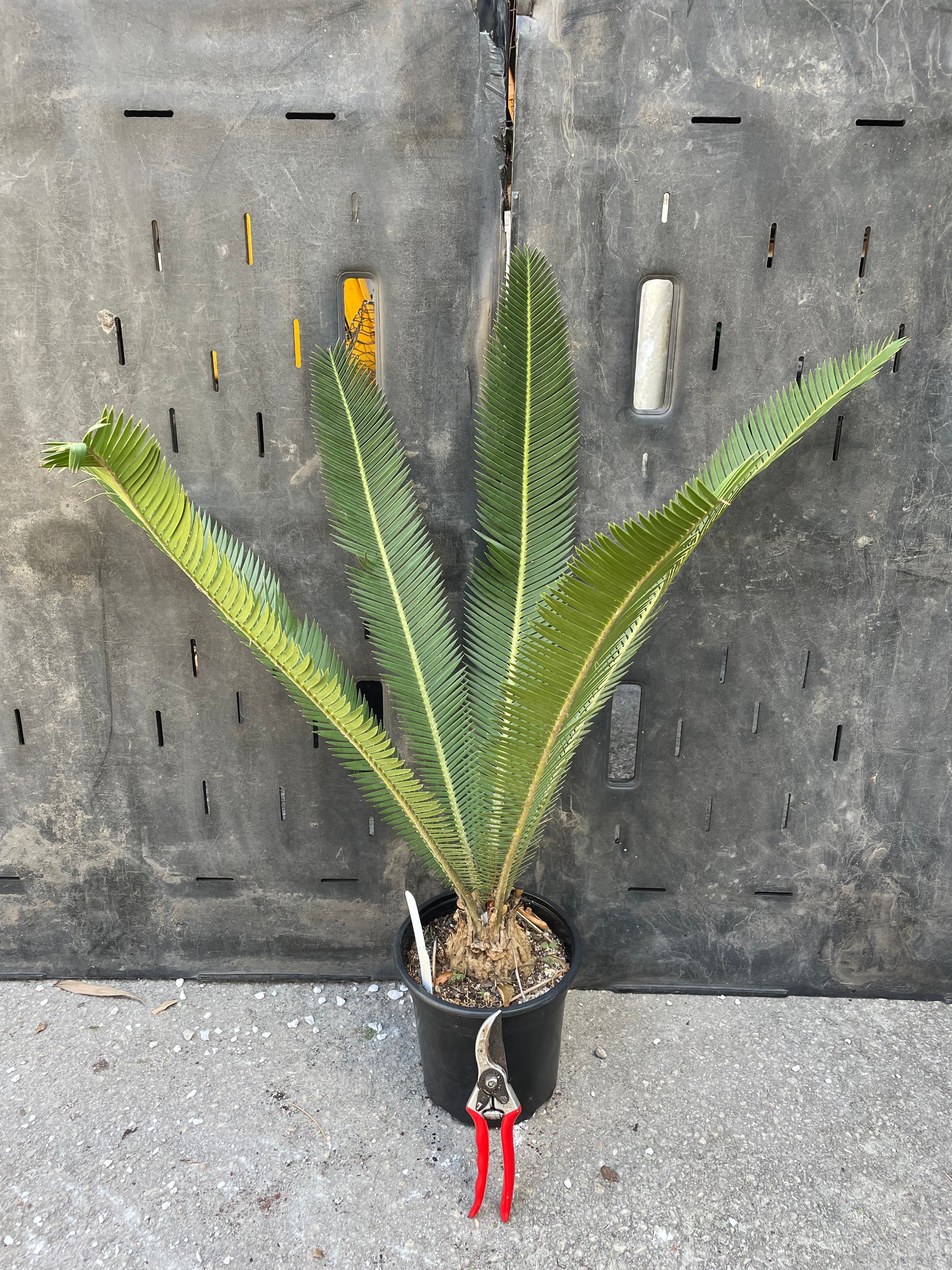 Dioon edule "palma sola"