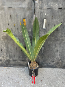 Dioon edule "palma sola"