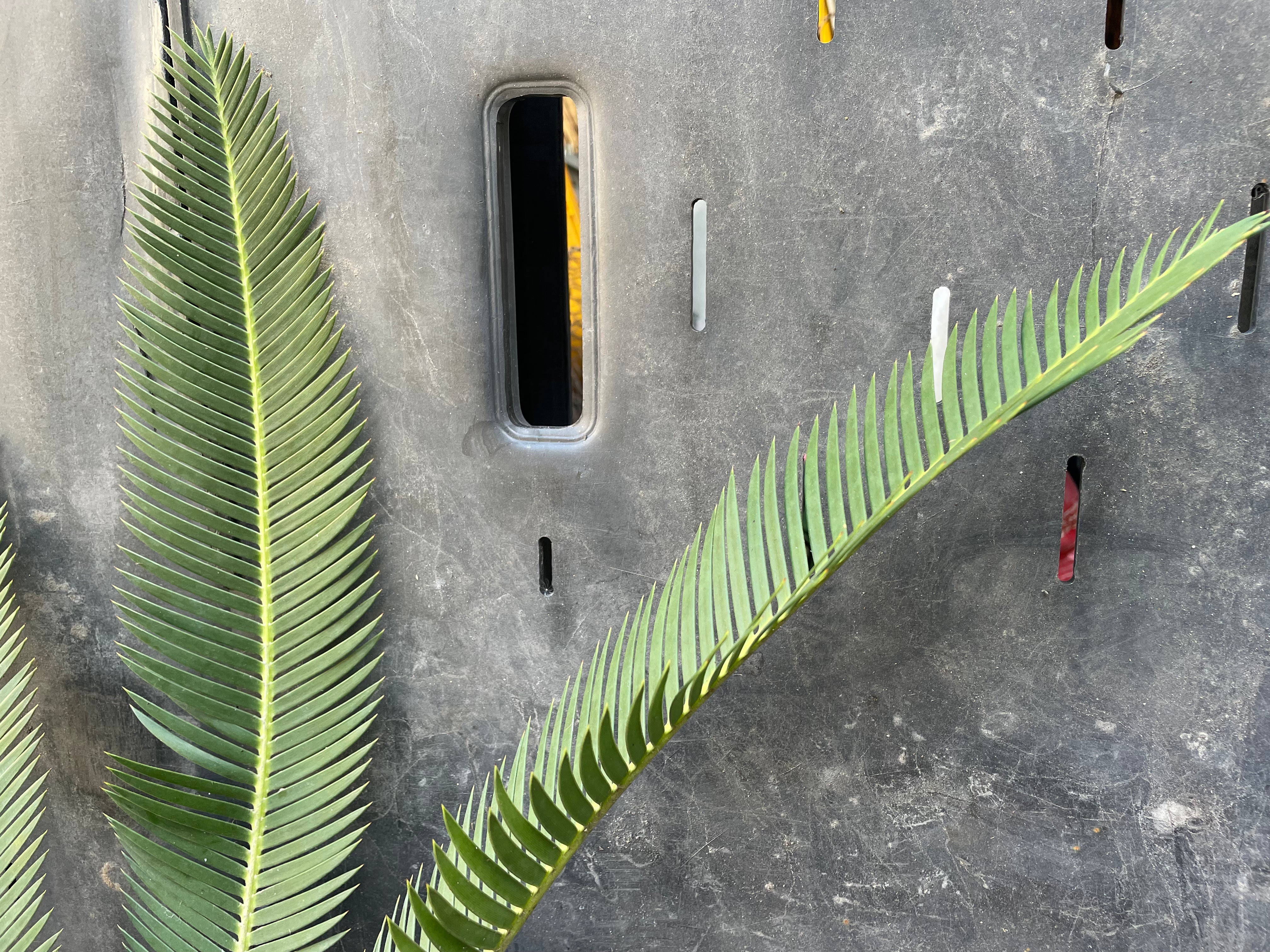 Dioon edule "palma sola"