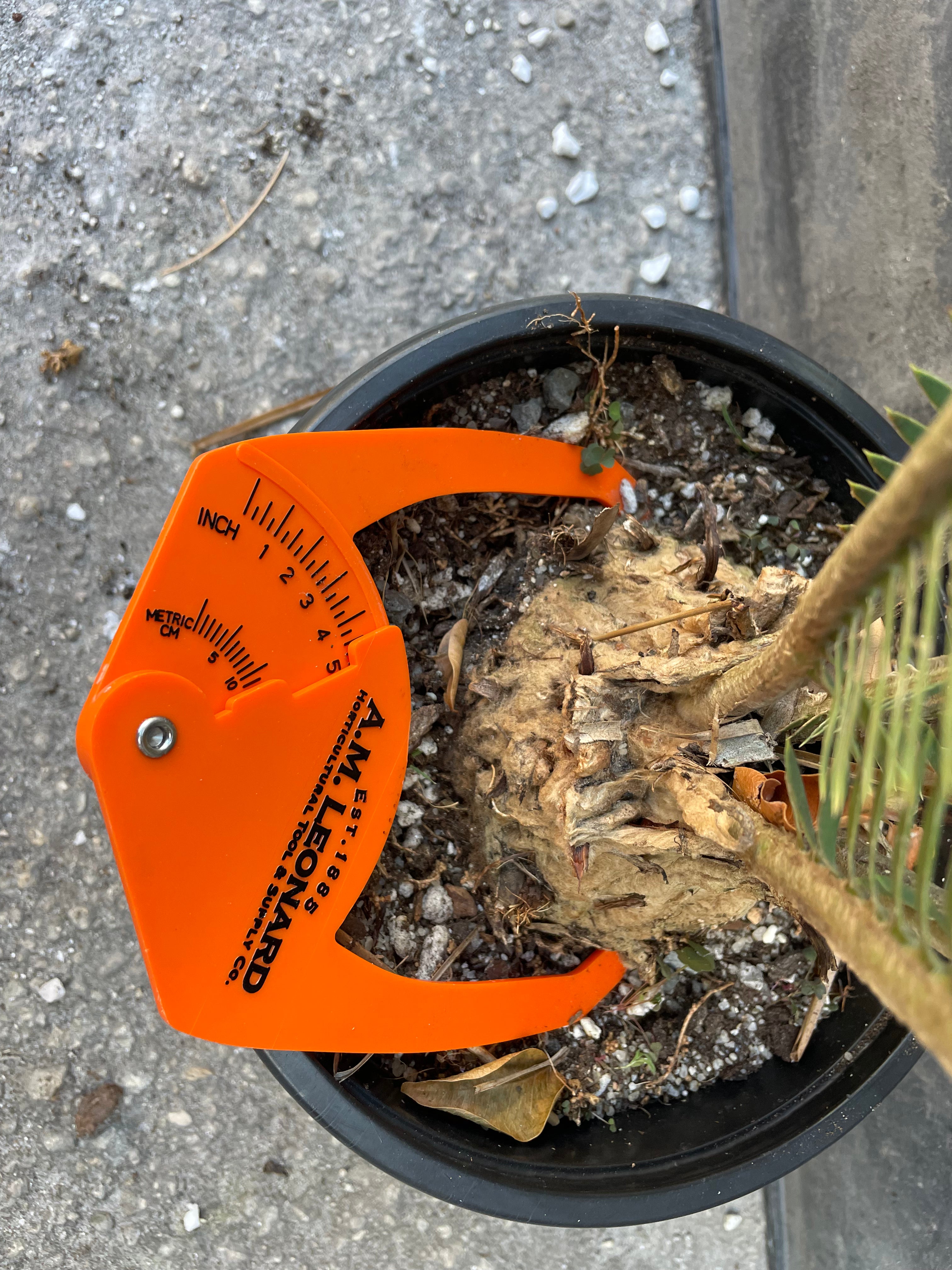 palma sola plant sale Dioon edule "palma sola" – Lauderdale Aroid House