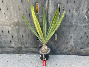 Dioon merolae