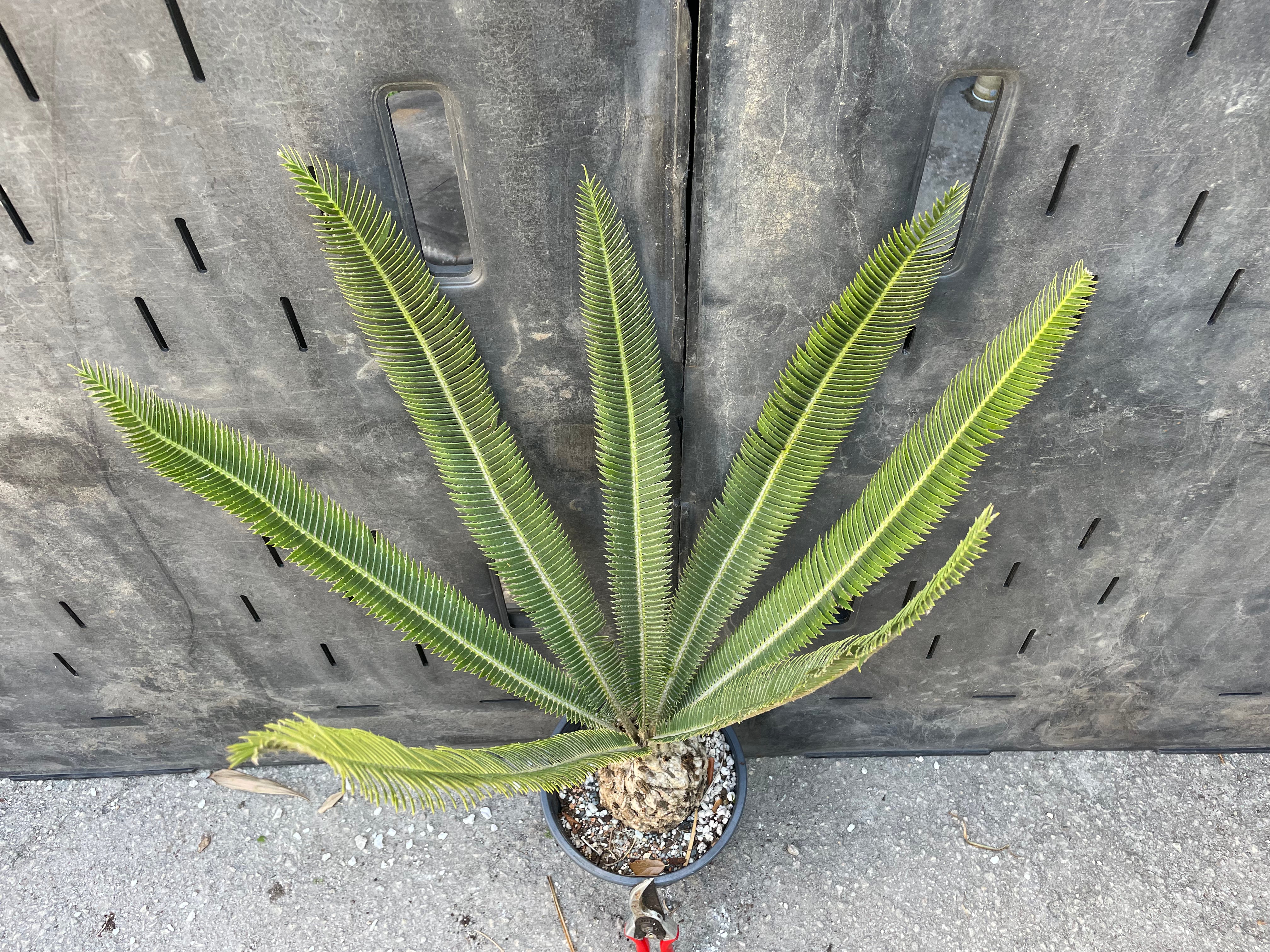 Dioon merolae