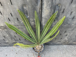 Dioon merolae