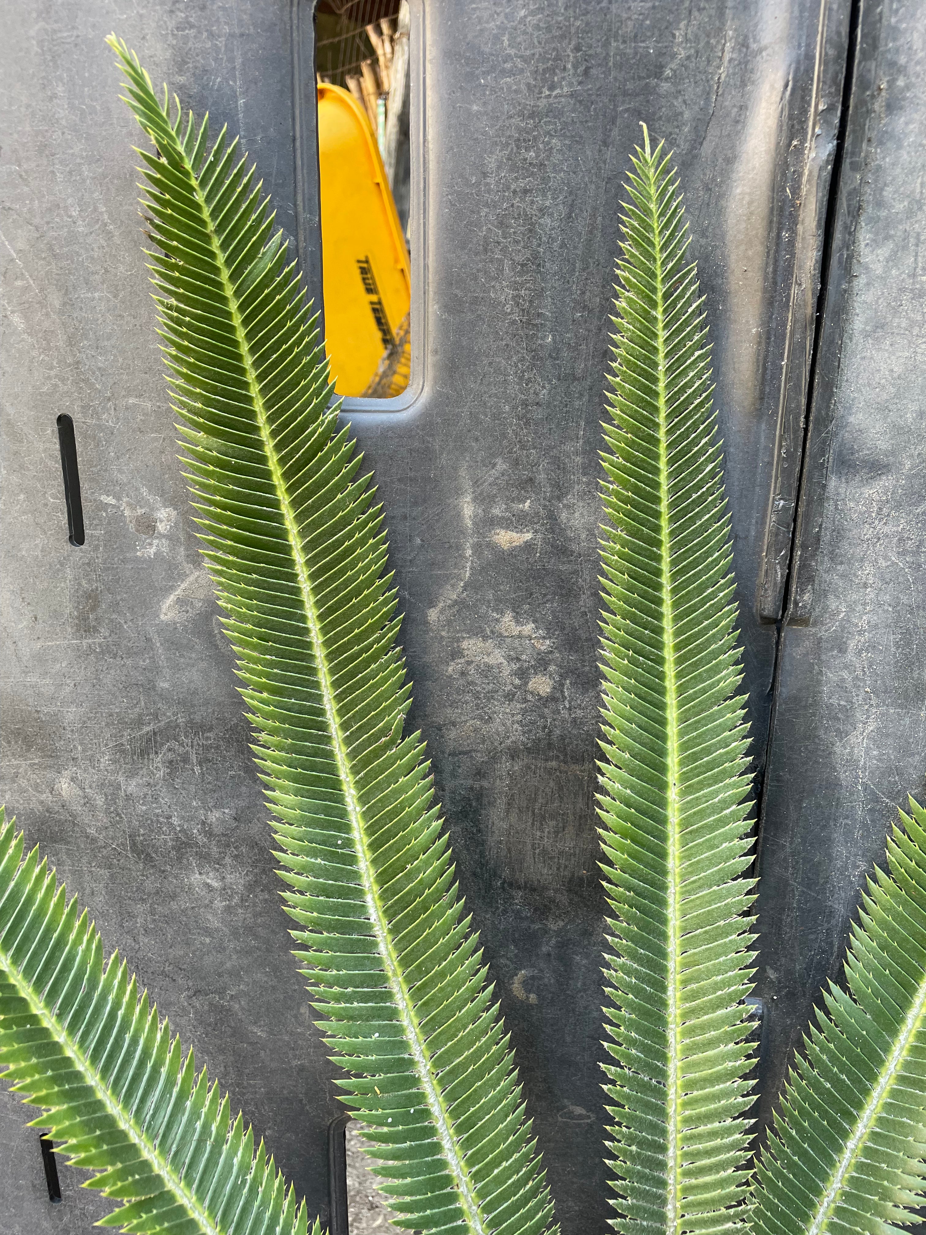 Dioon merolae