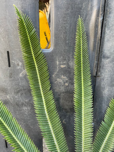 Dioon merolae