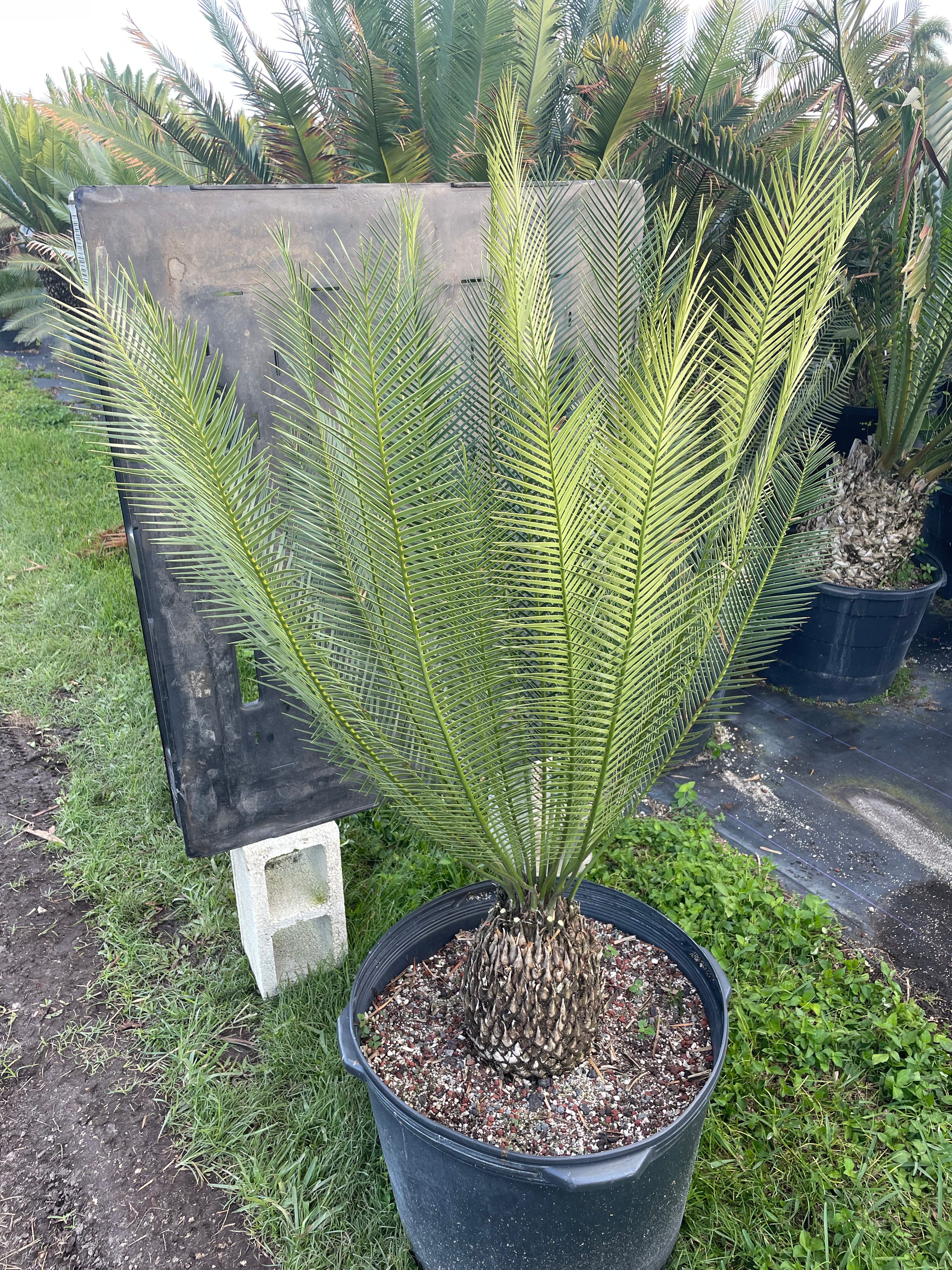 Dioon caputoi