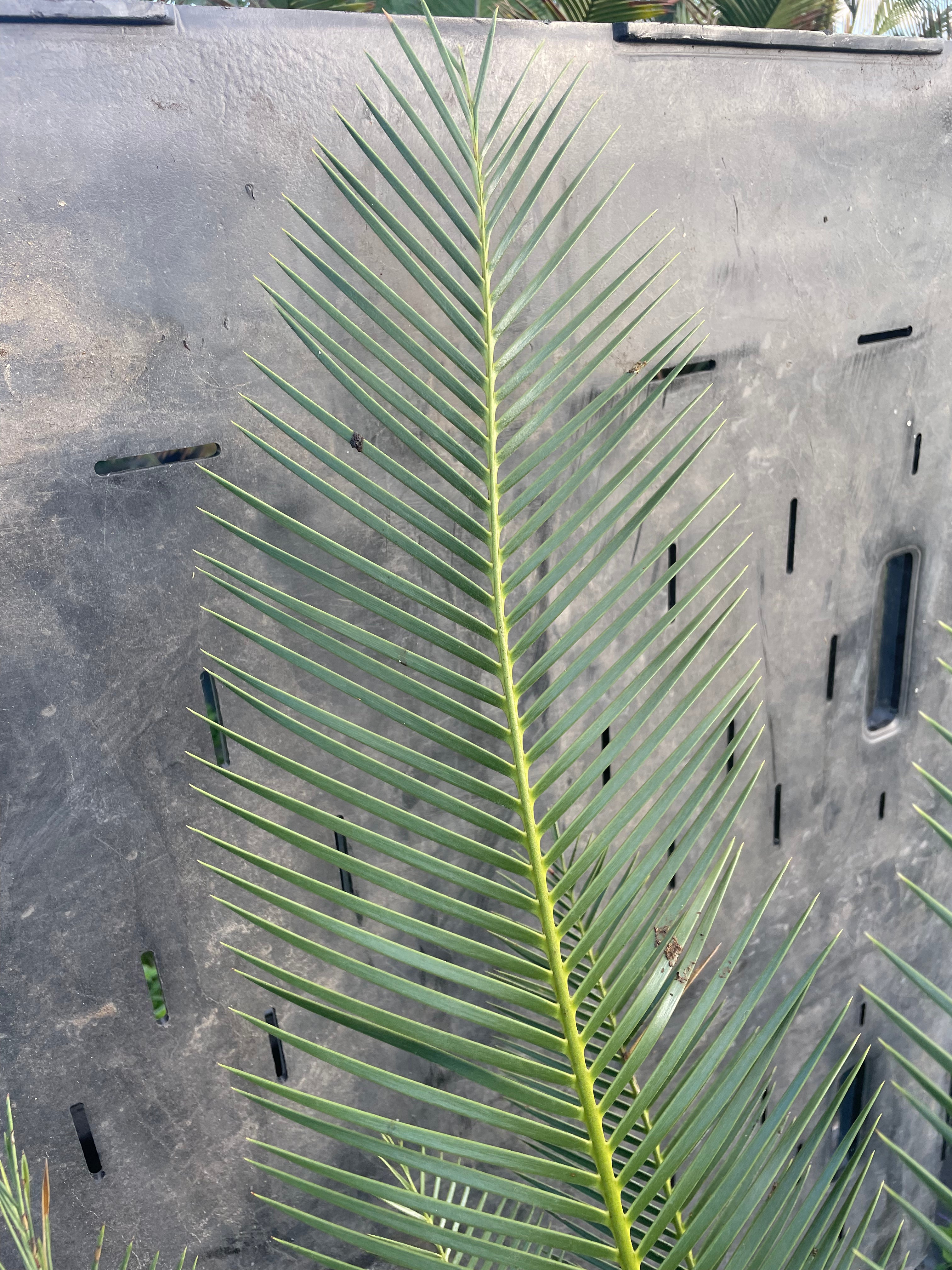 Dioon caputoi