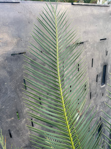 Dioon caputoi