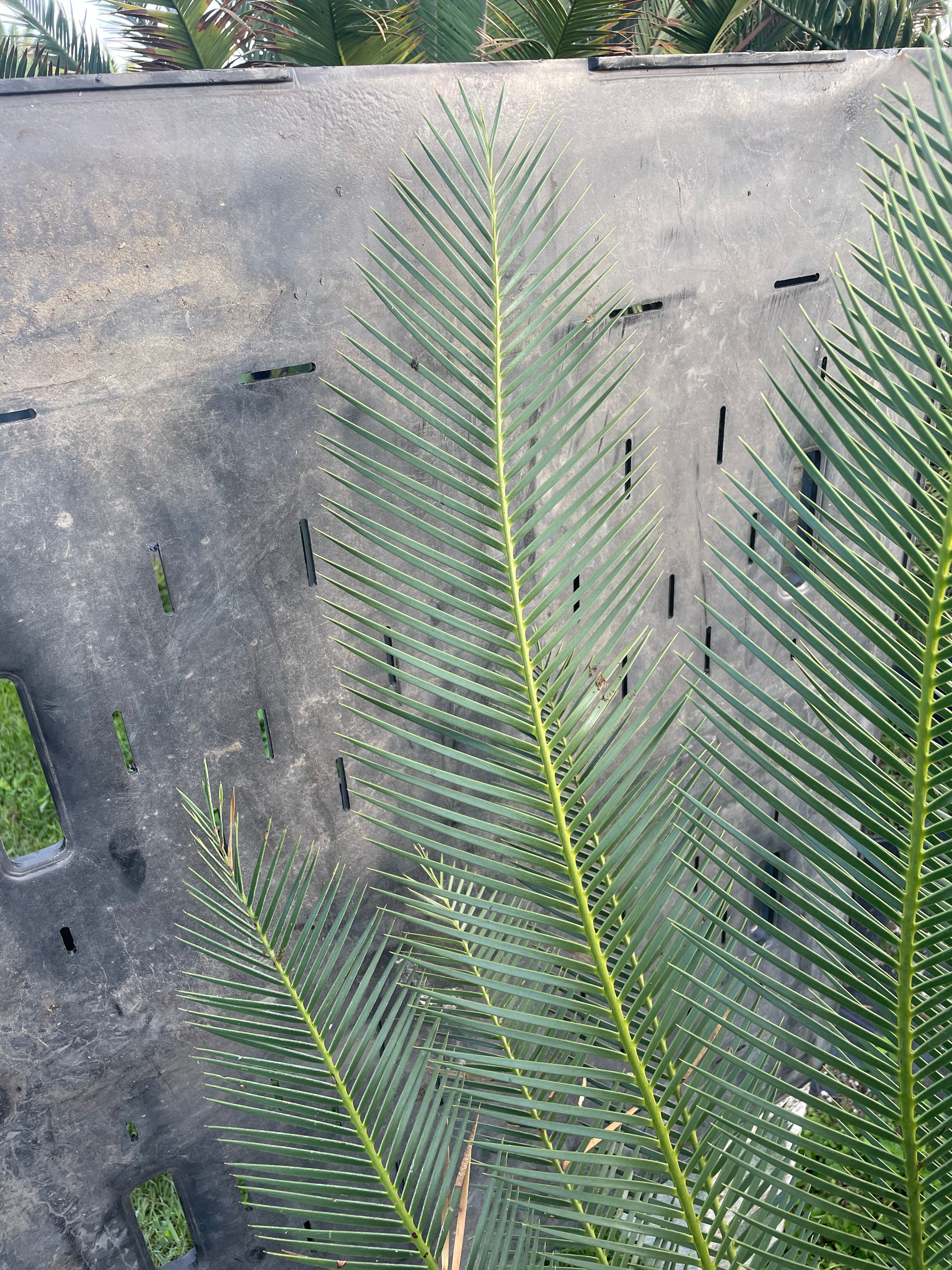 Dioon caputoi