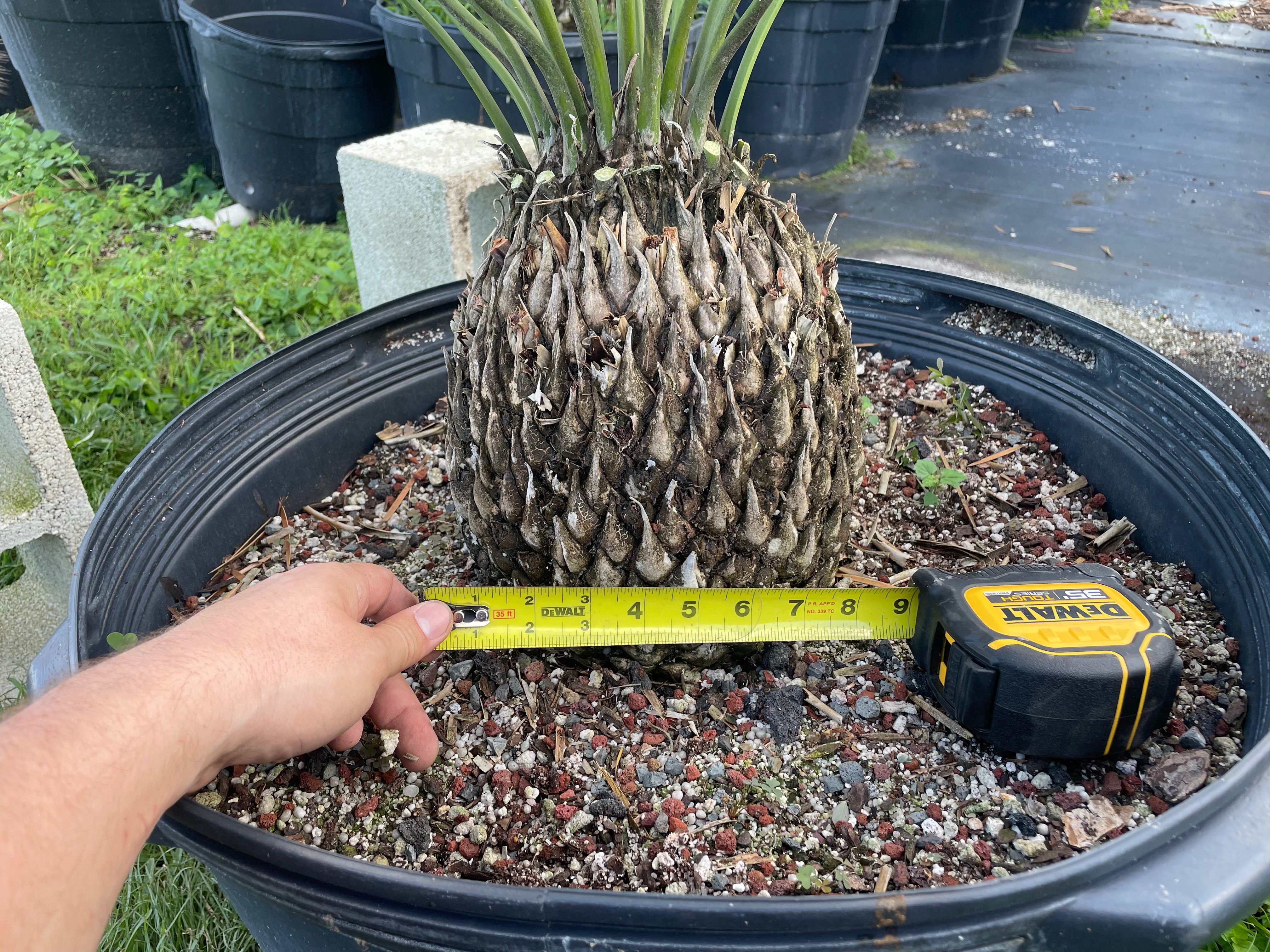Dioon caputoi