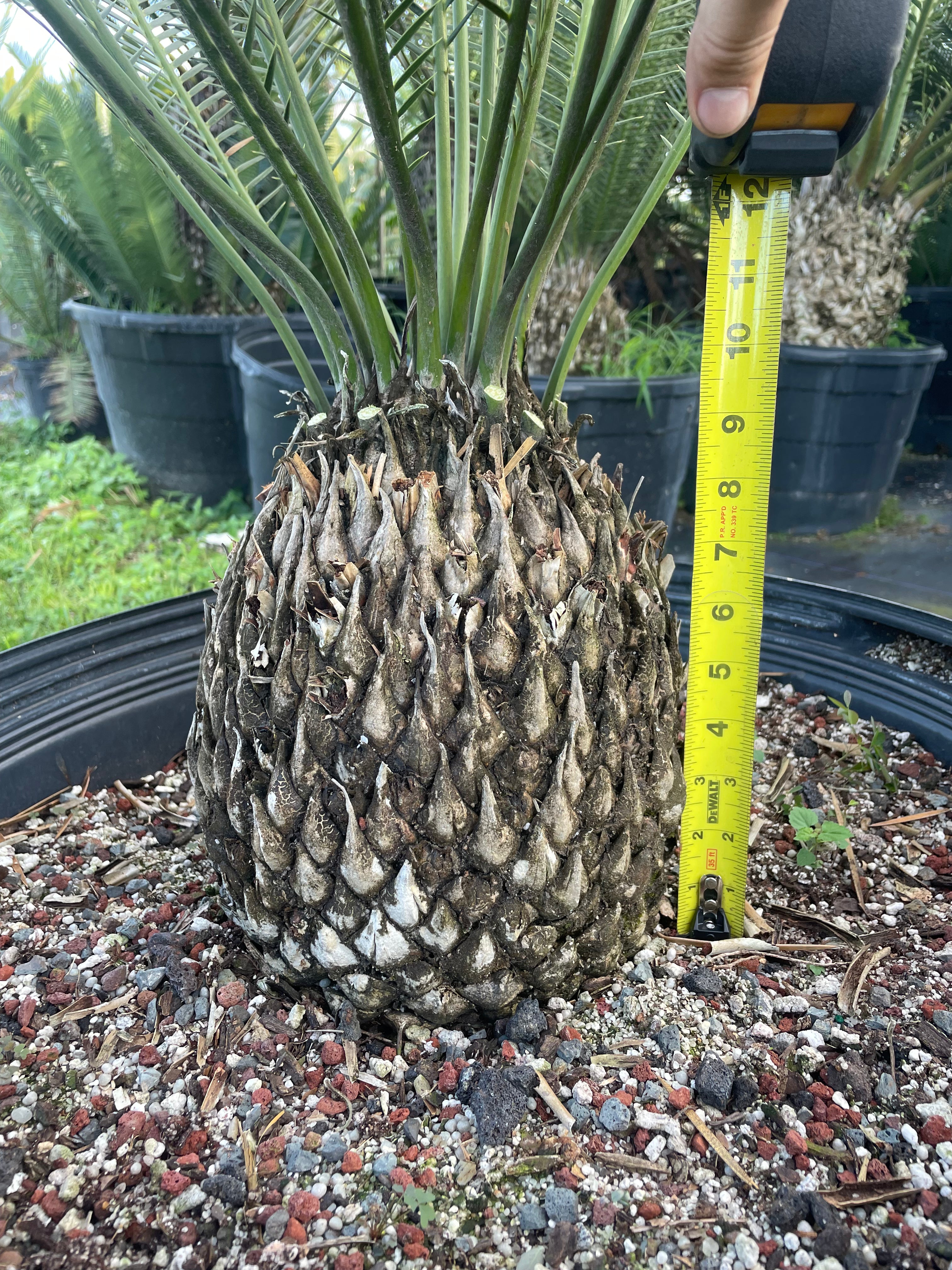 Dioon caputoi