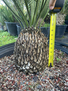 Dioon caputoi