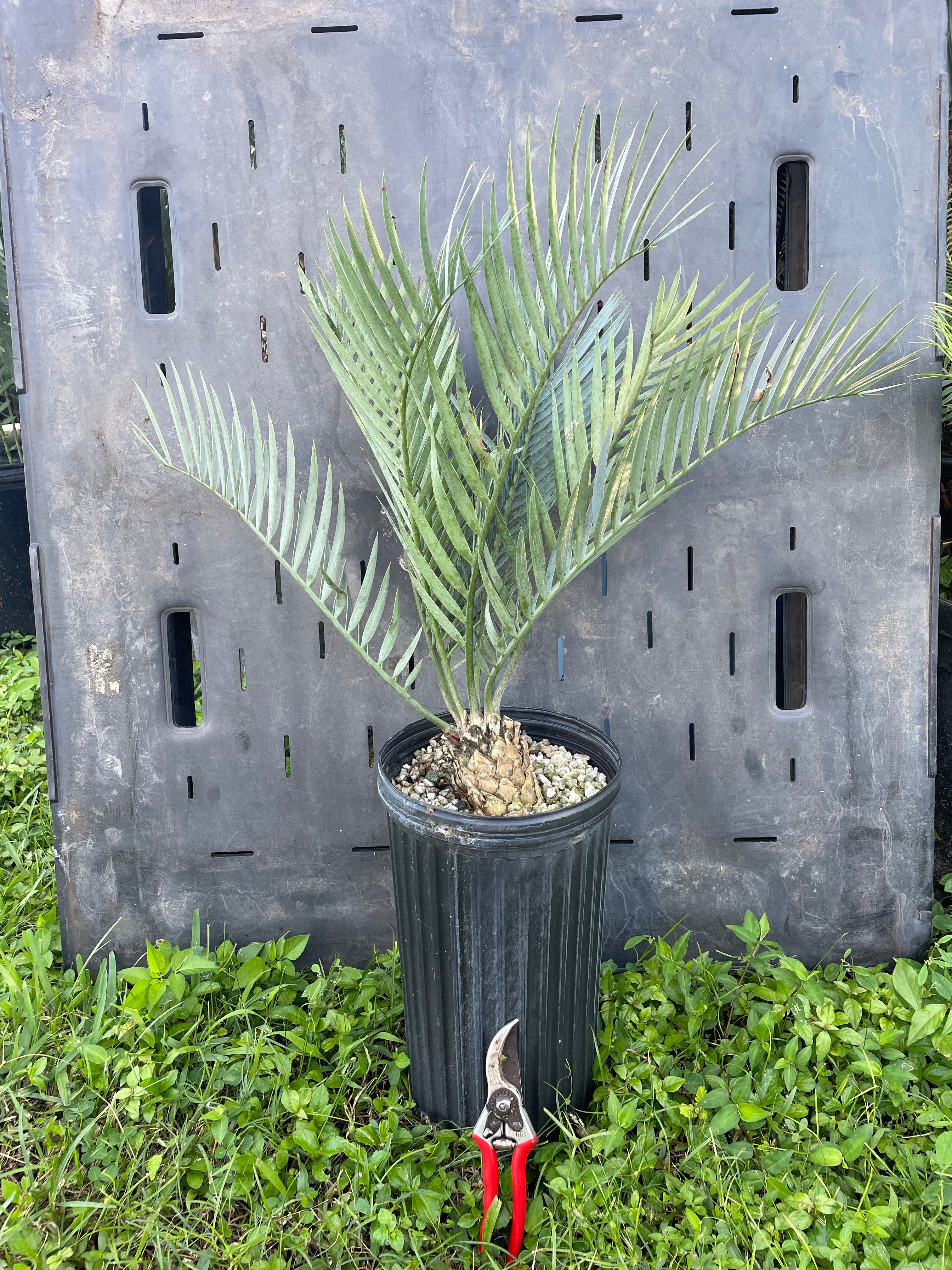 Encephalartos princeps