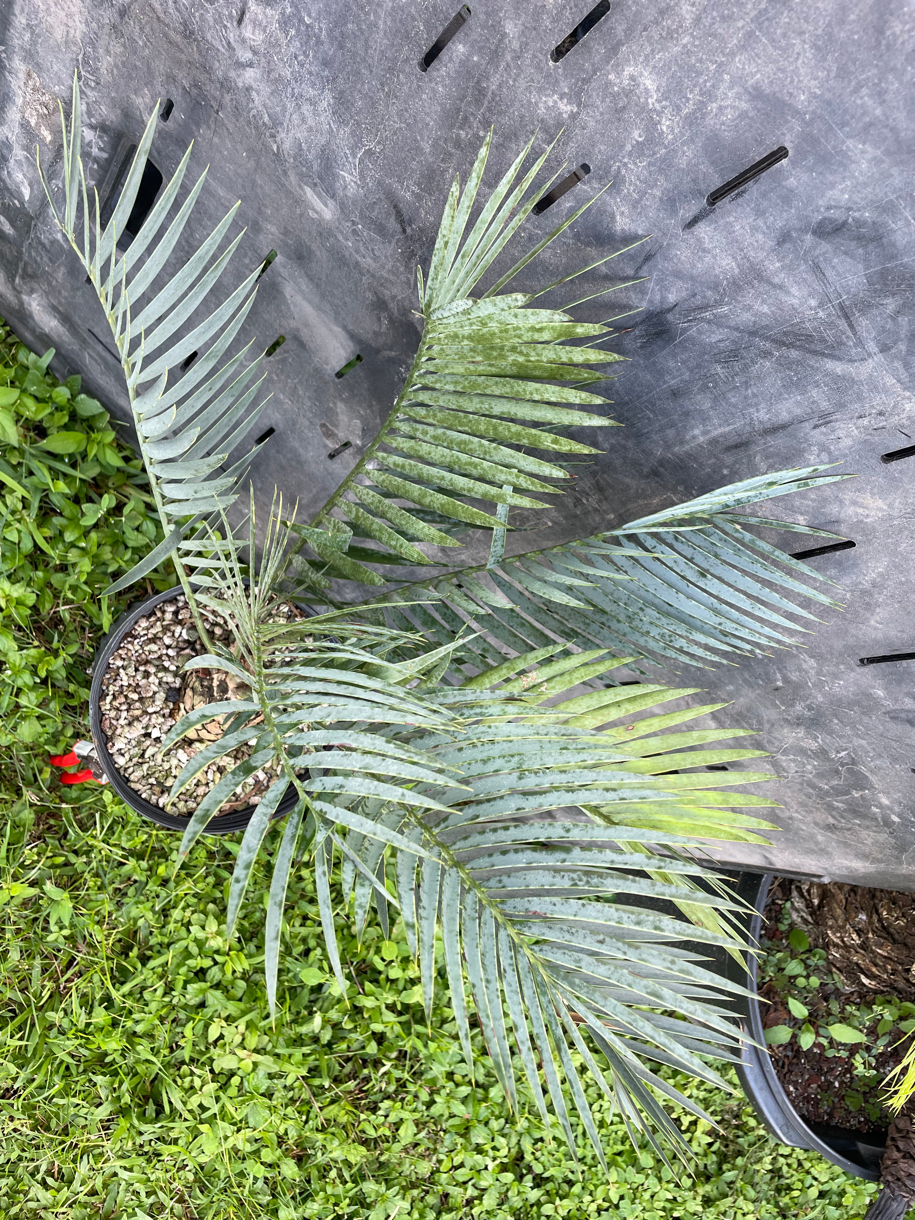 Encephalartos princeps