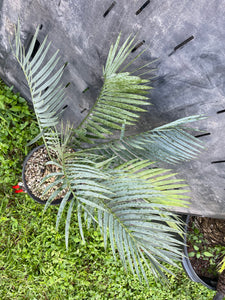 Encephalartos princeps