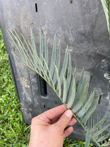 Encephalartos princeps