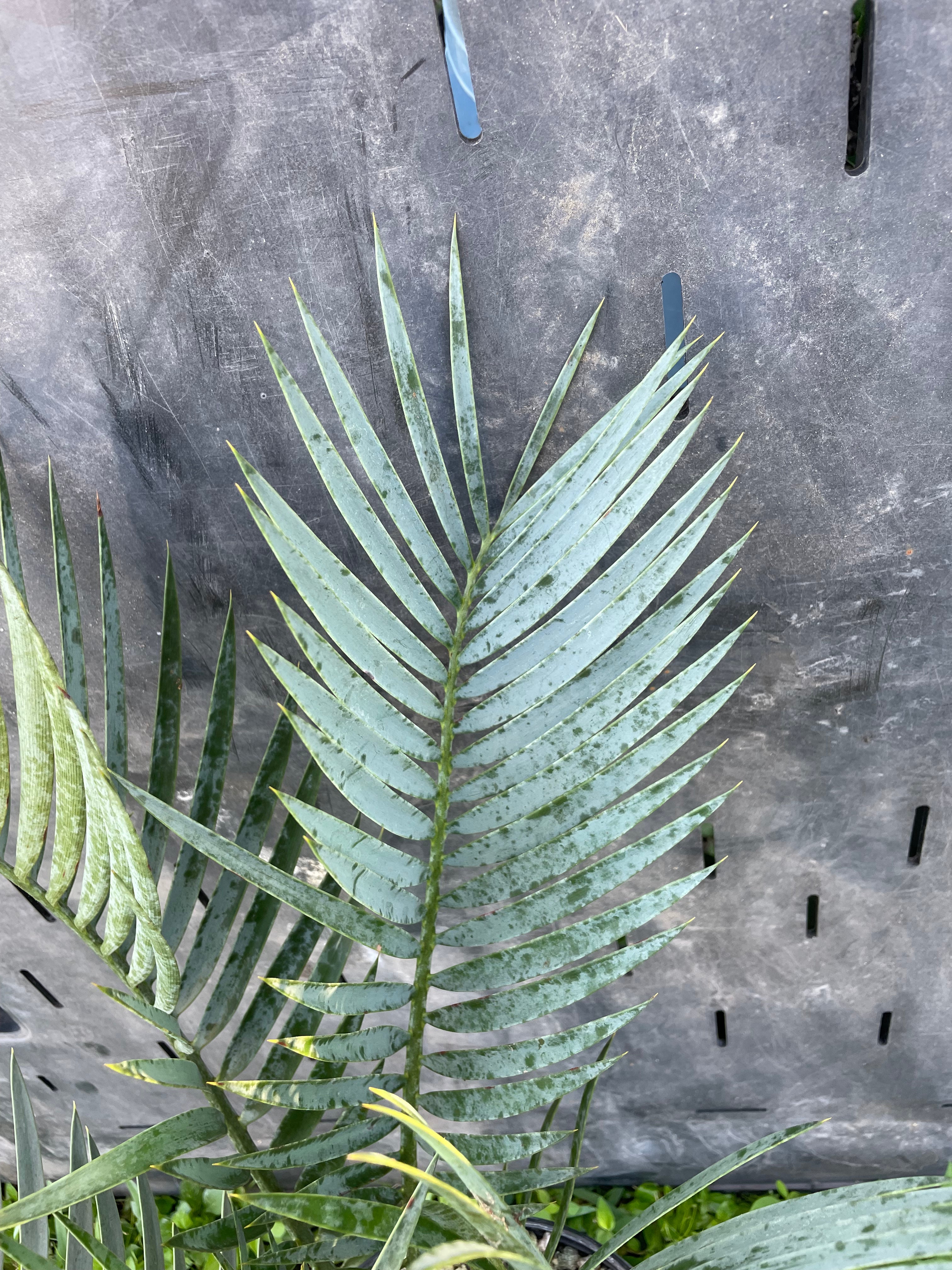 Encephalartos princeps