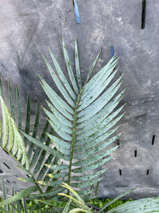 Encephalartos princeps
