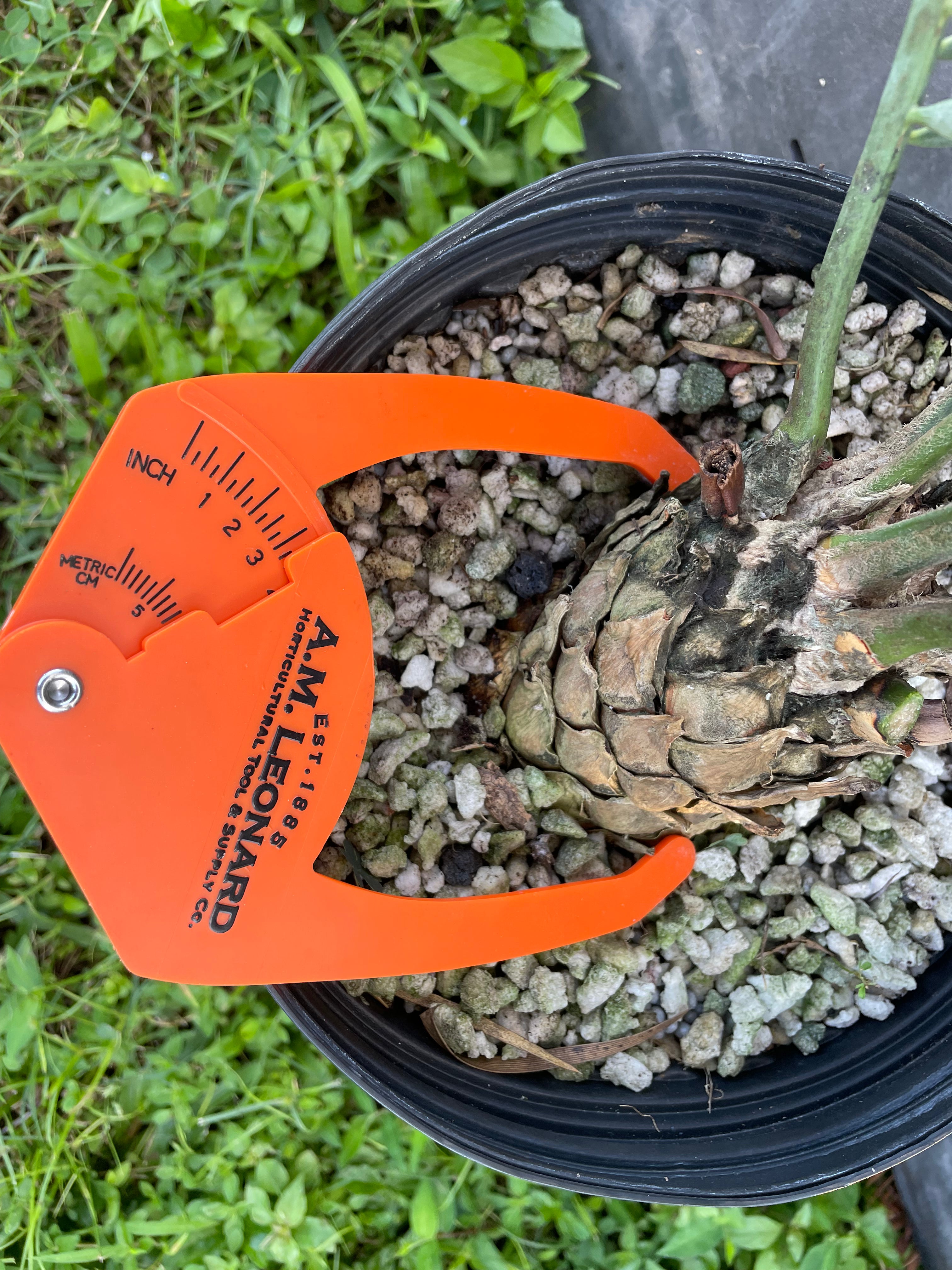 Encephalartos princeps