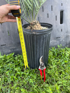 Encephalartos princeps