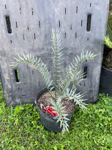 Encephalartos horridus