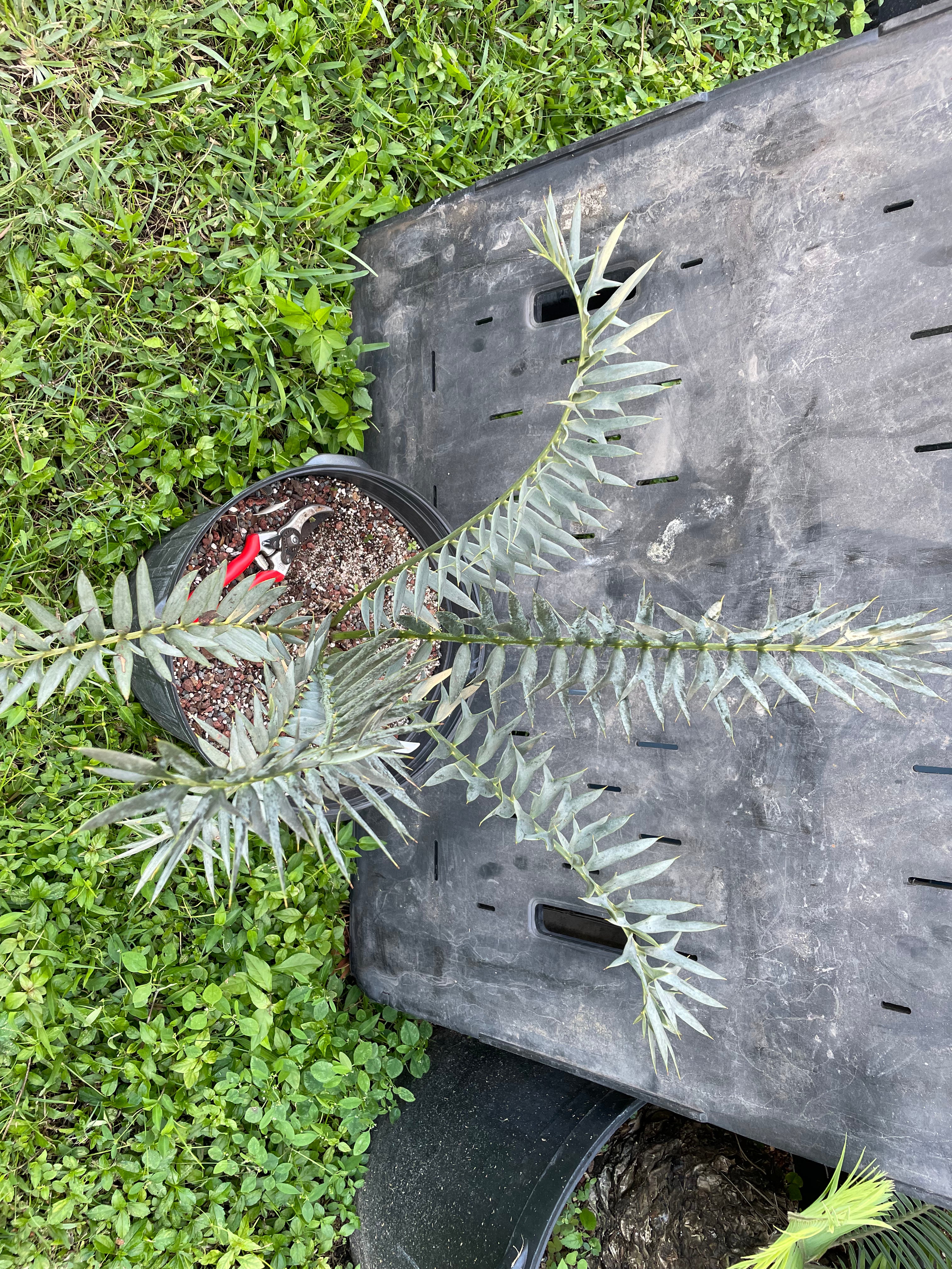 Encephalartos horridus