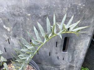Encephalartos horridus