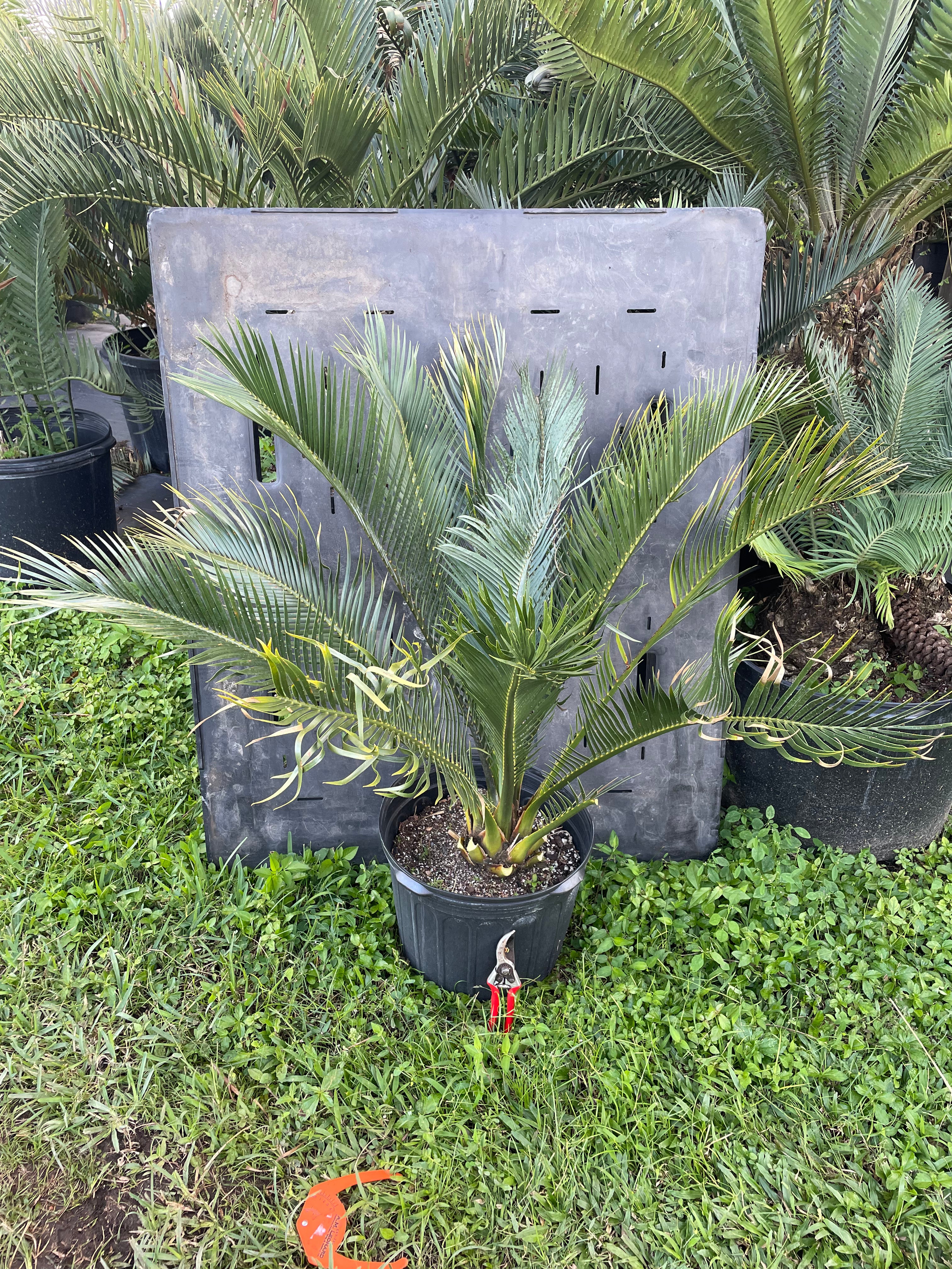 Macrozamia macdonnellii