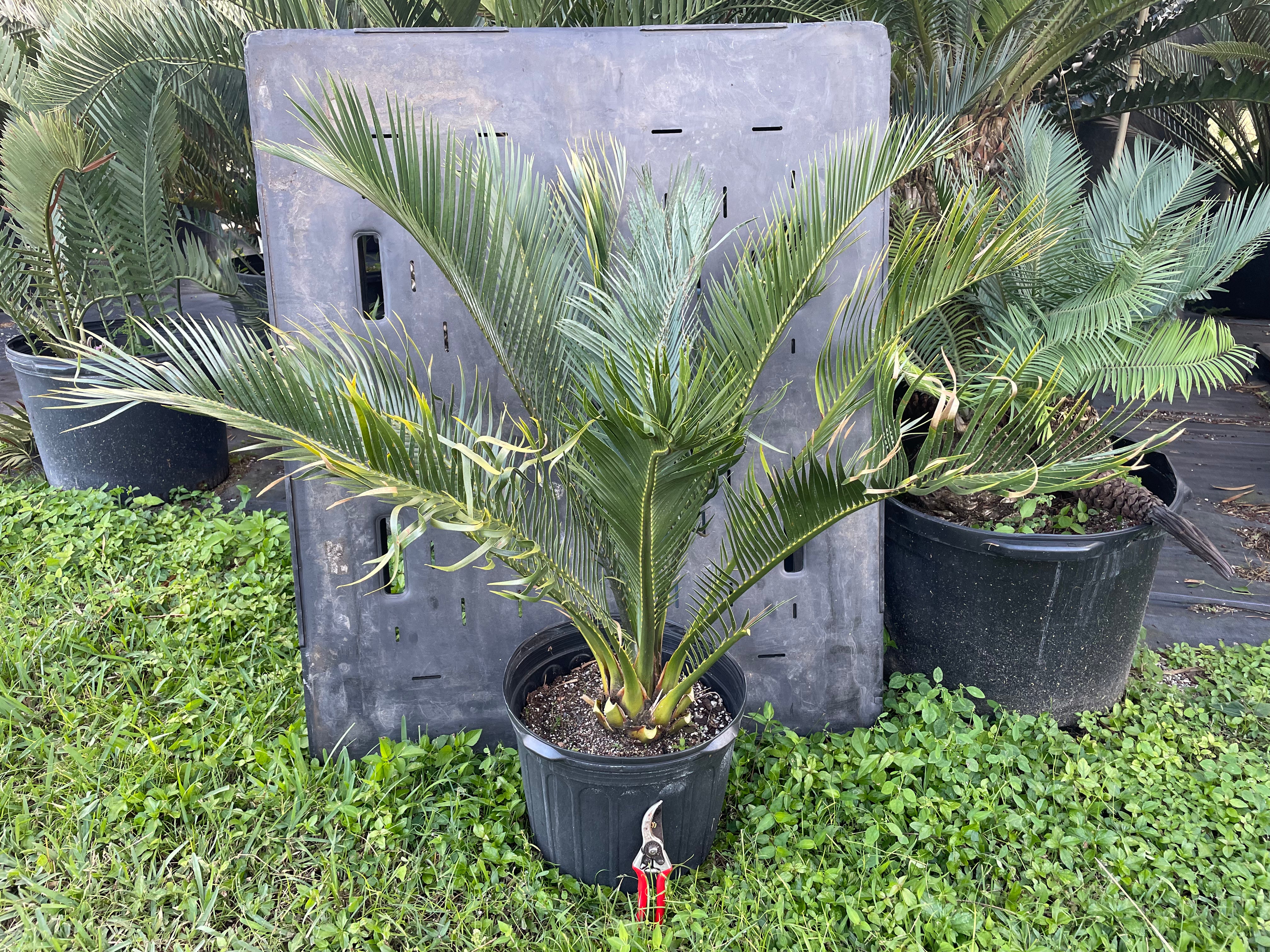 Macrozamia macdonnellii