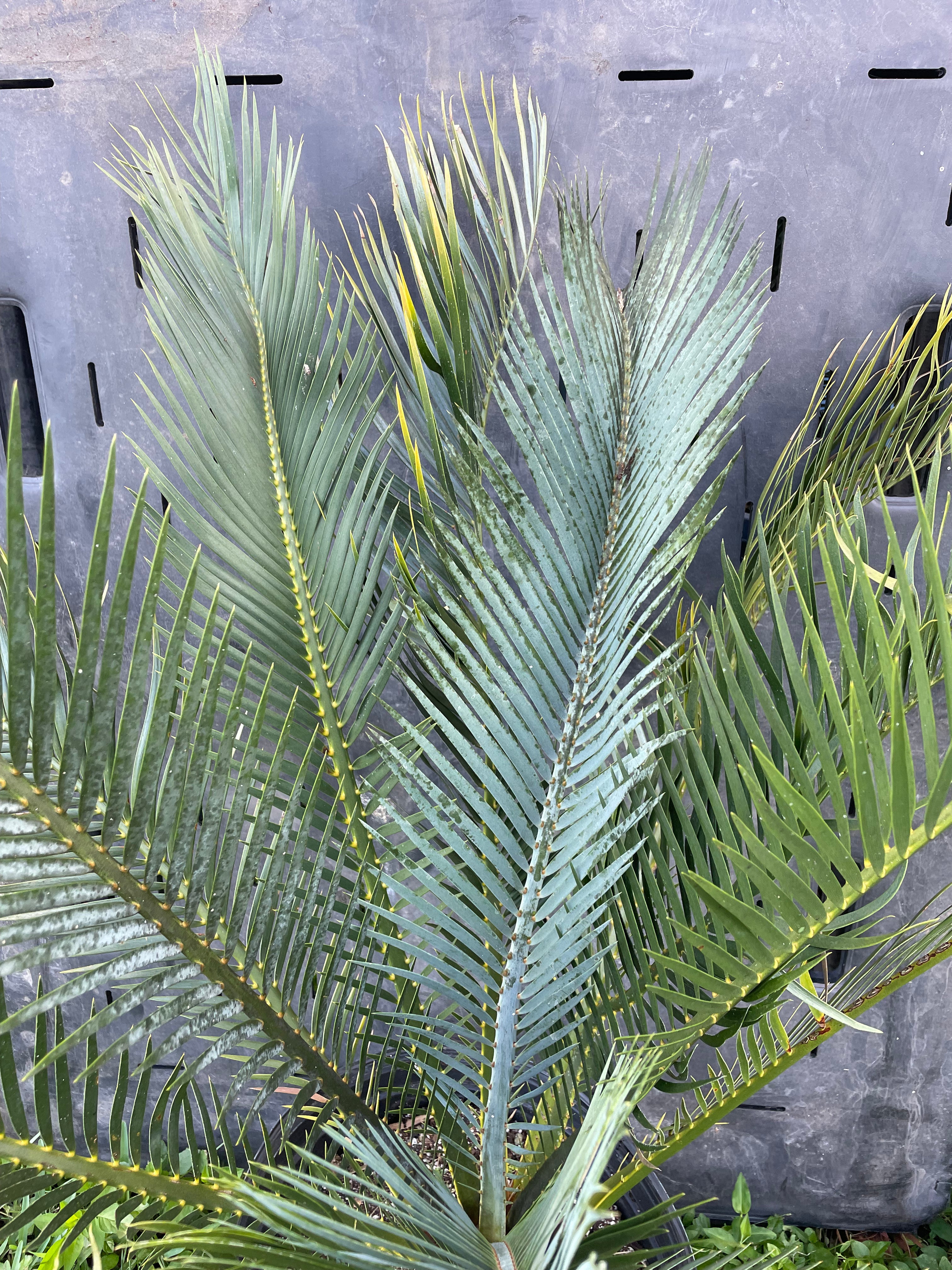 Macrozamia macdonnellii