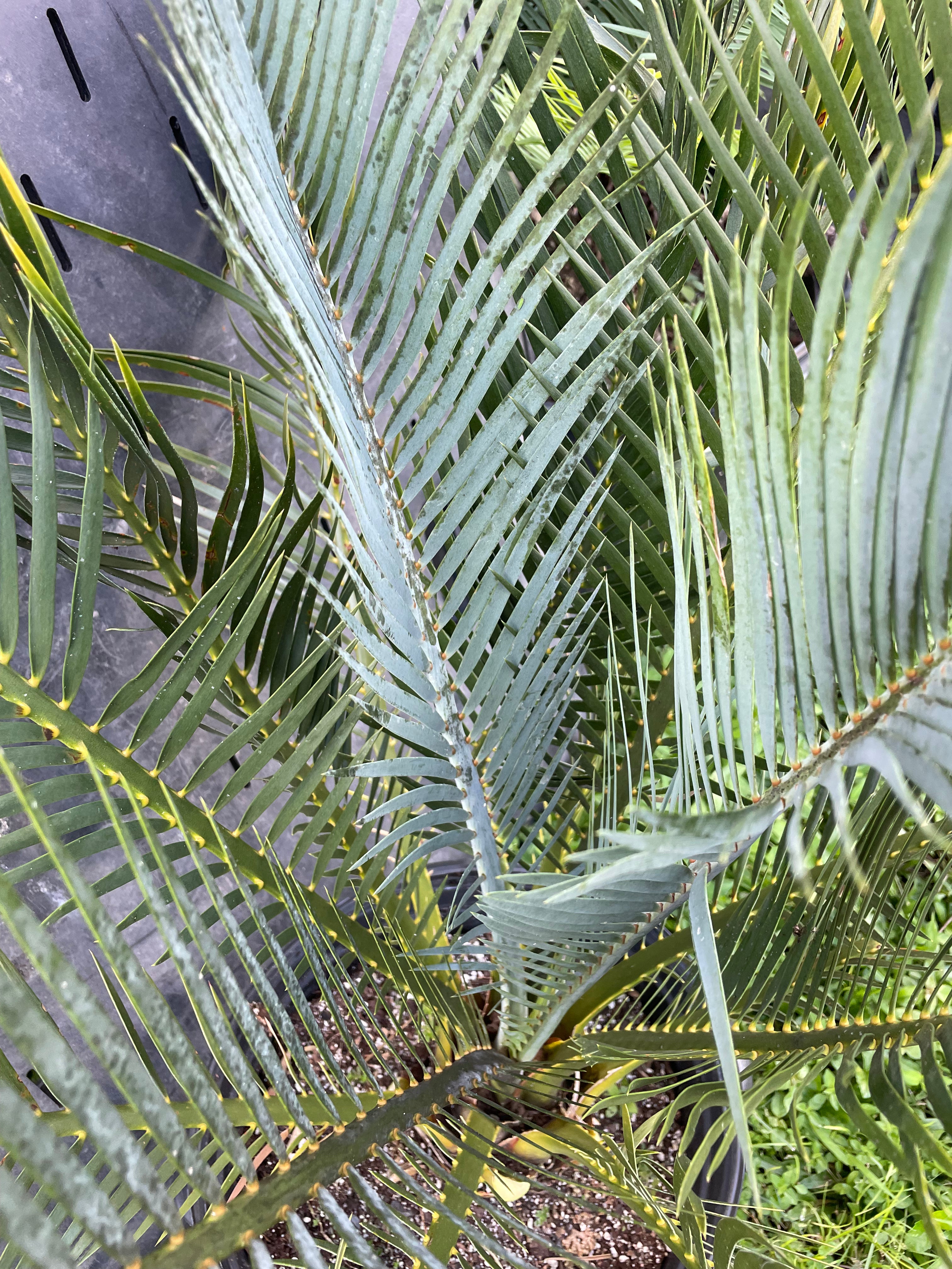 Macrozamia macdonnellii