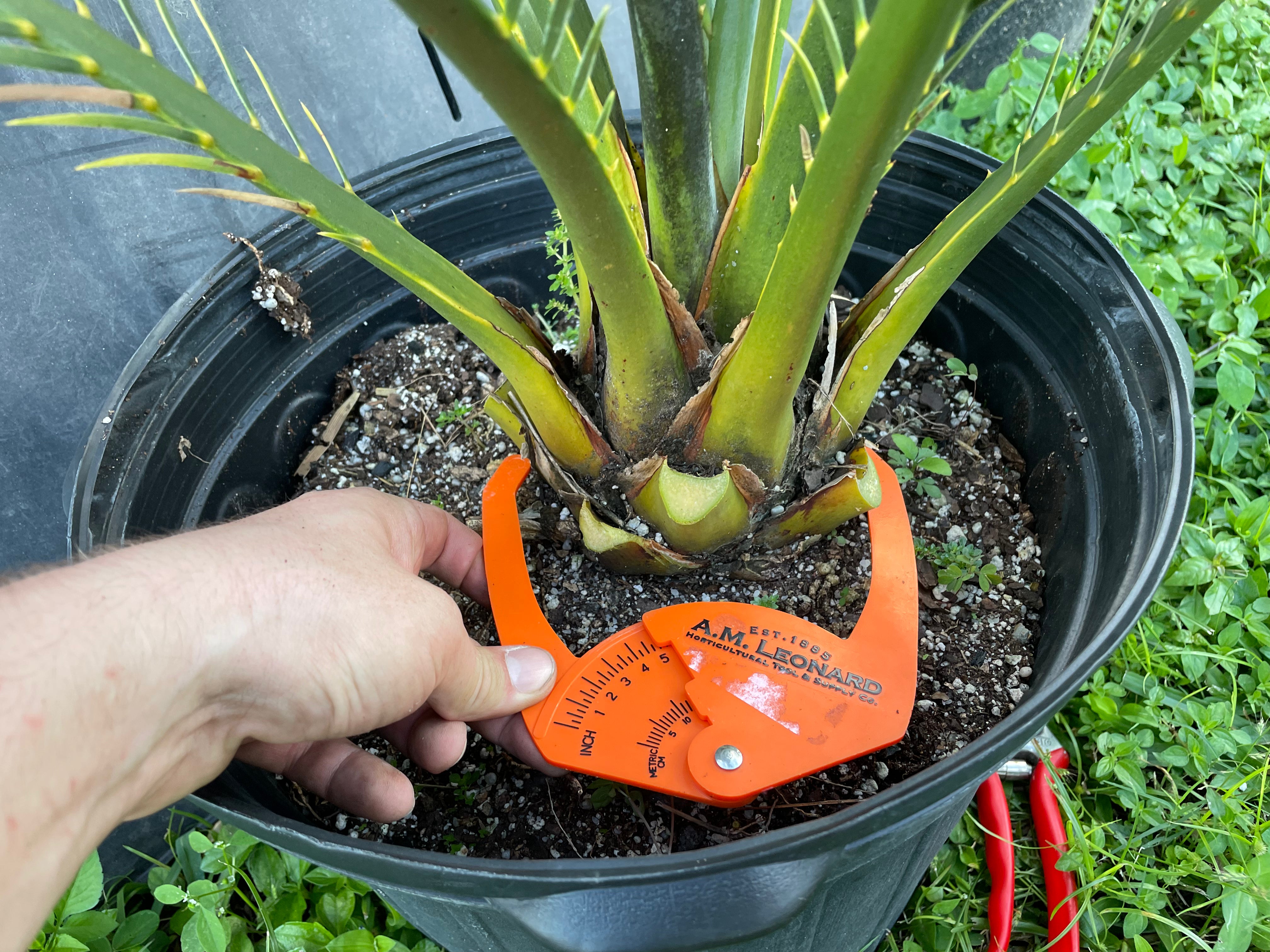 Macrozamia macdonnellii