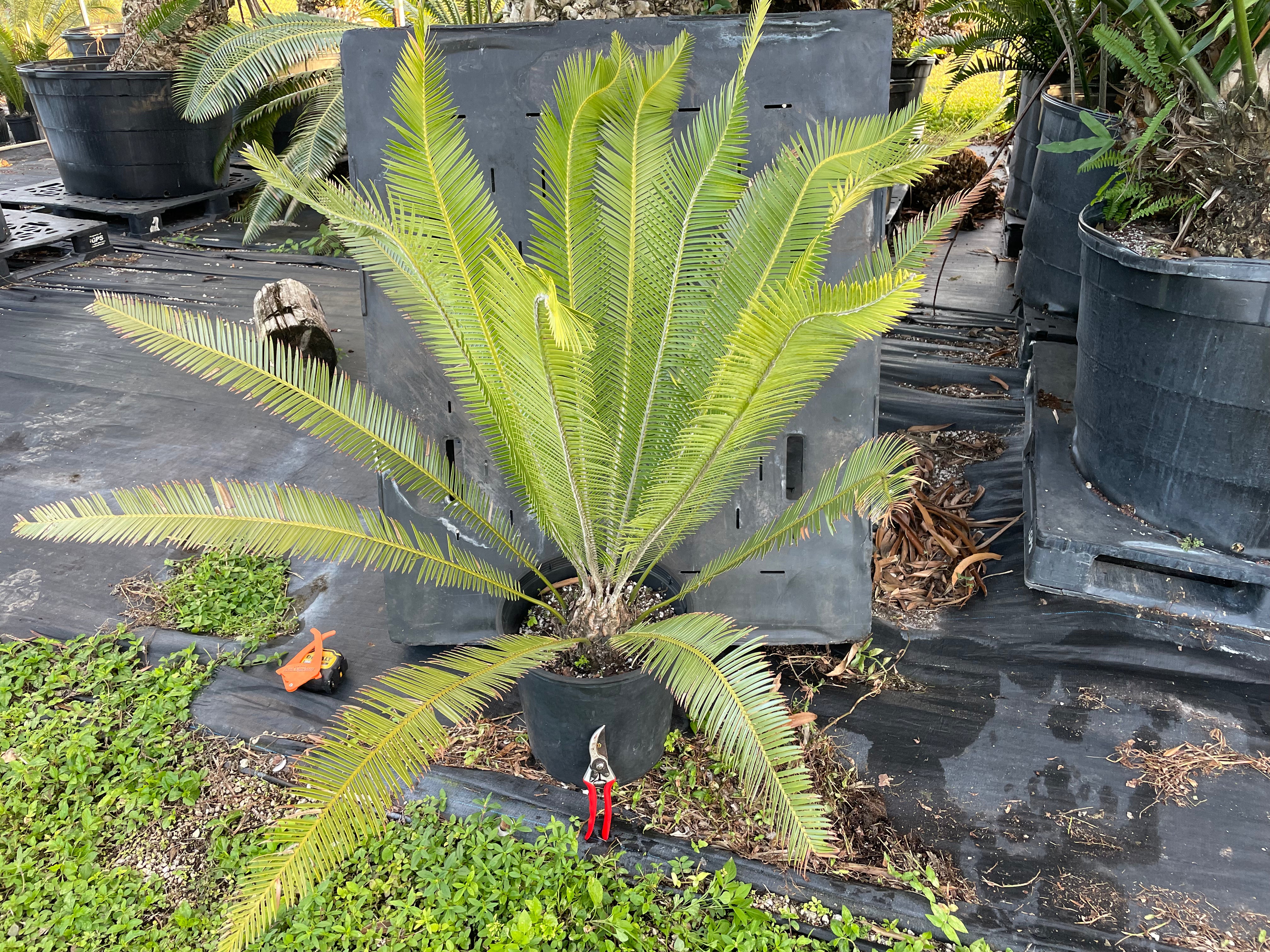 Dioon holmgrenii