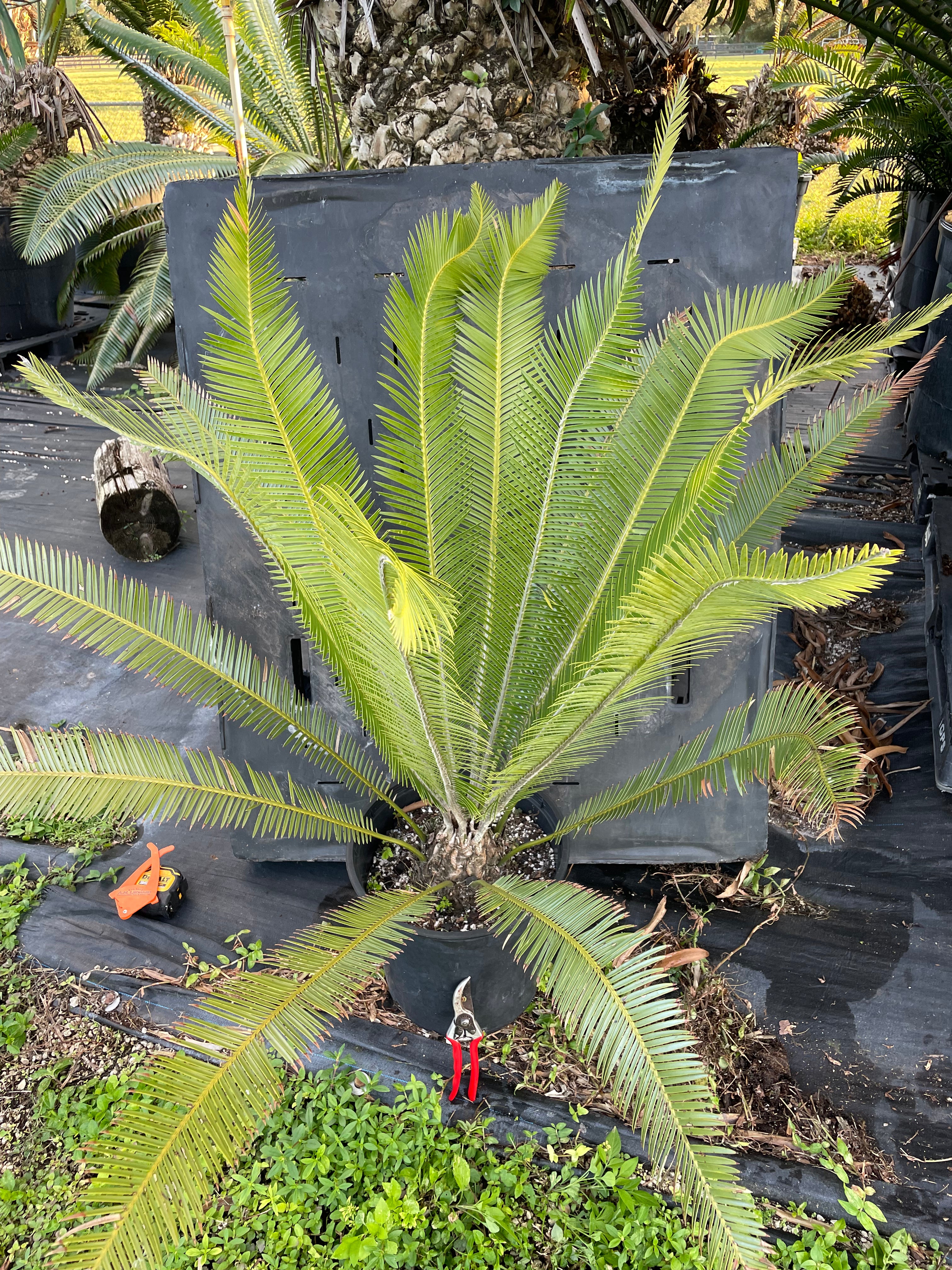 Dioon holmgrenii