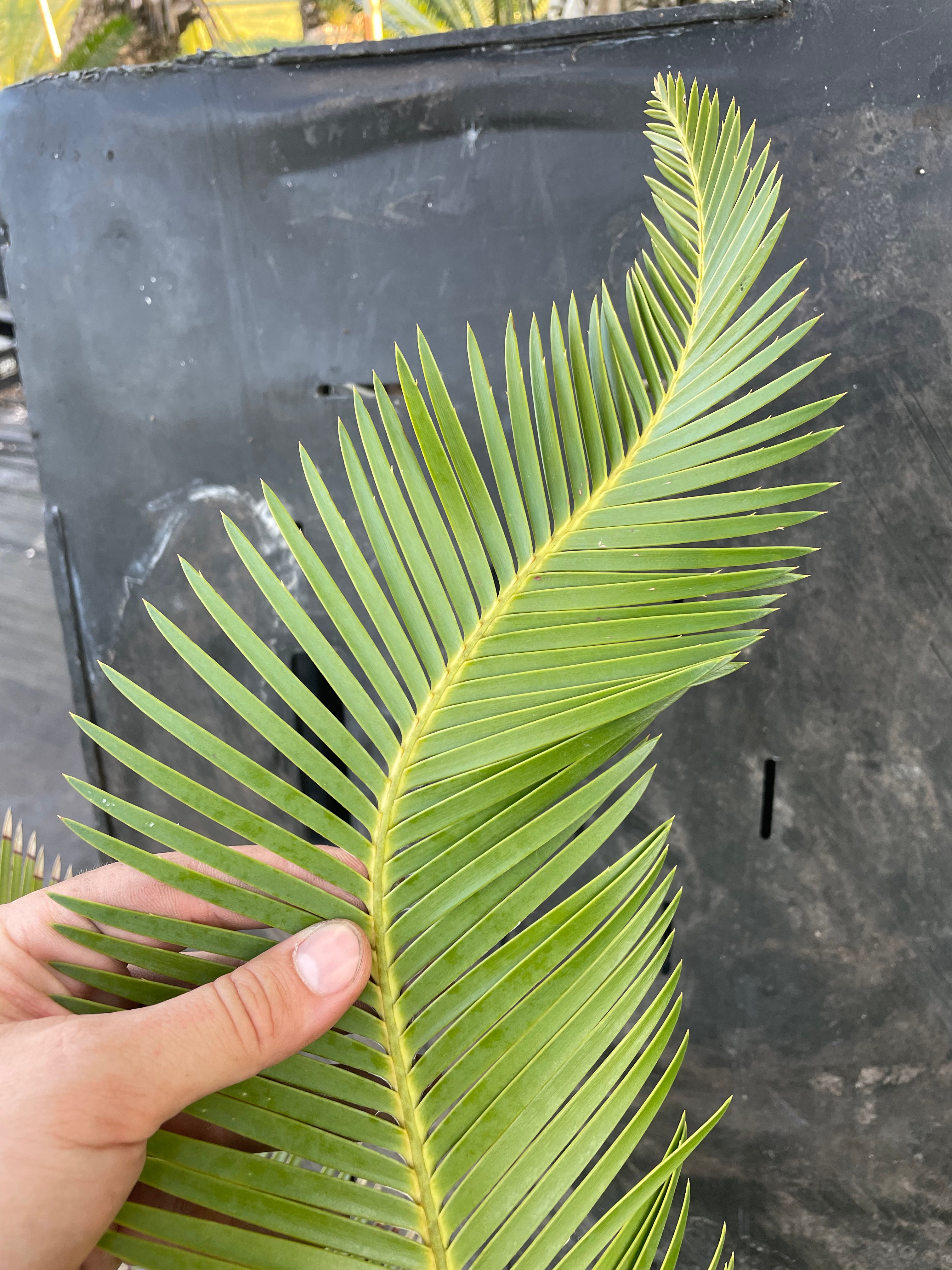 Dioon holmgrenii