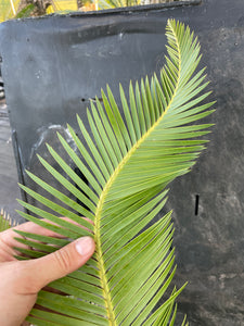 Dioon holmgrenii