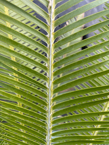 Dioon holmgrenii