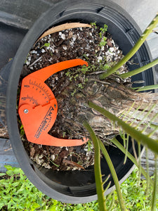 Dioon holmgrenii